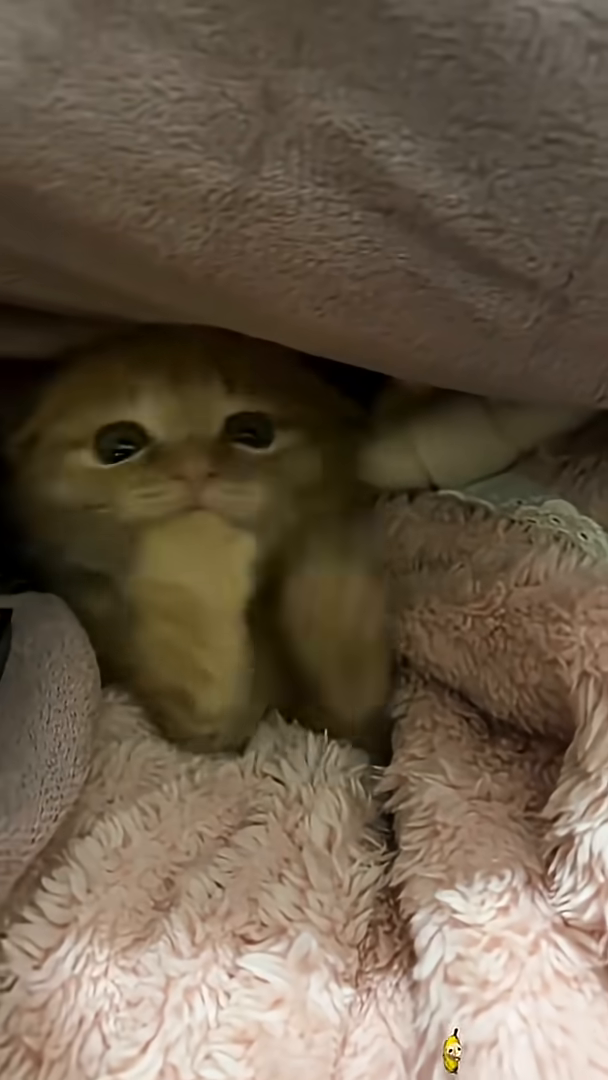 A small ginger kitten is standing on its paws, looking healthy and alert.