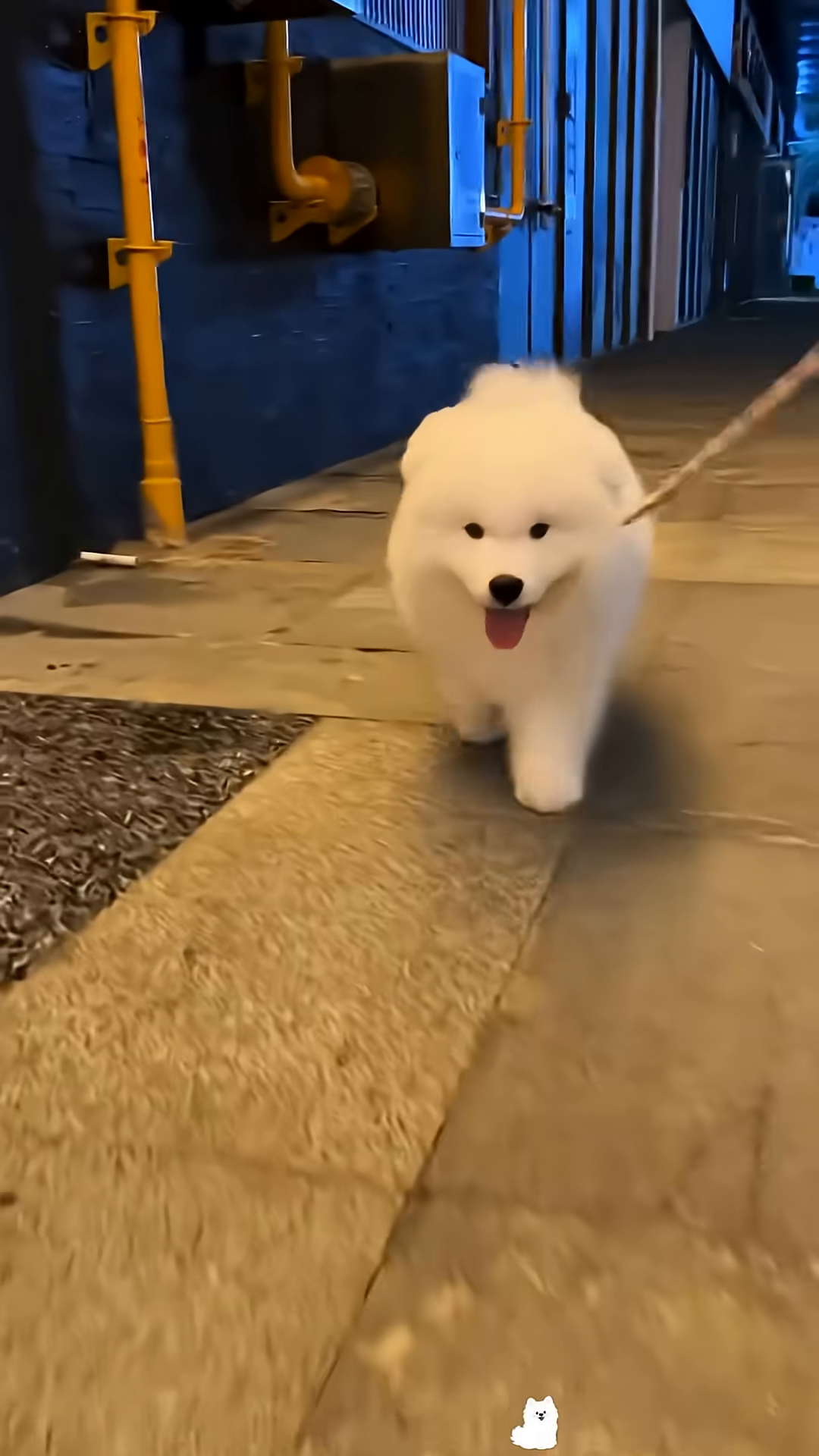 The puppy enthusiastically eats from its food bowl.