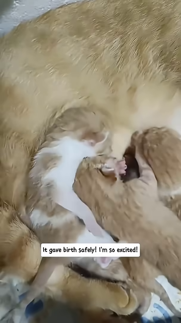 Several tiny kittens are nursing from their mother cat.