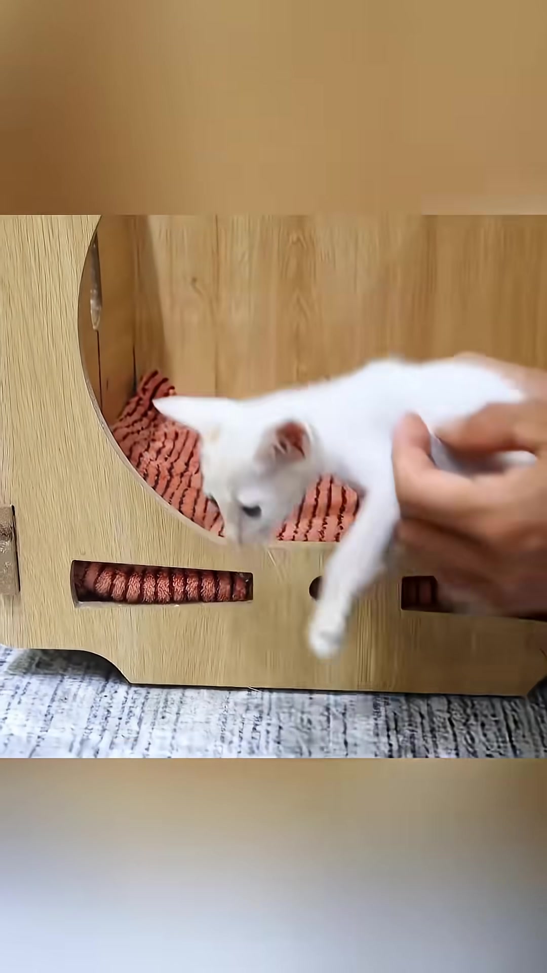 The kitten, now clean and fluffy, cautiously approaches a bowl of wet kitten food.
