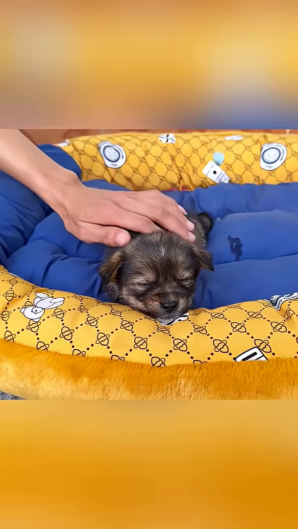 A small puppy is sleeping soundly on a blue cushion, with a hand gently resting on its head.