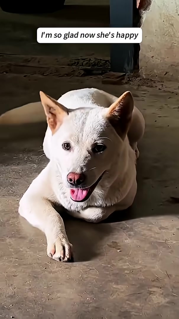 A white dog lies on the floor, looking happy and content, with its tongue out.