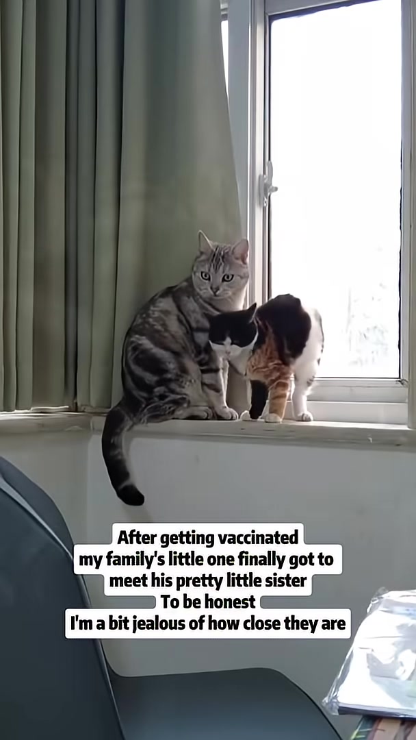 Two cats, a calico and a tabby, interact closely near a window.