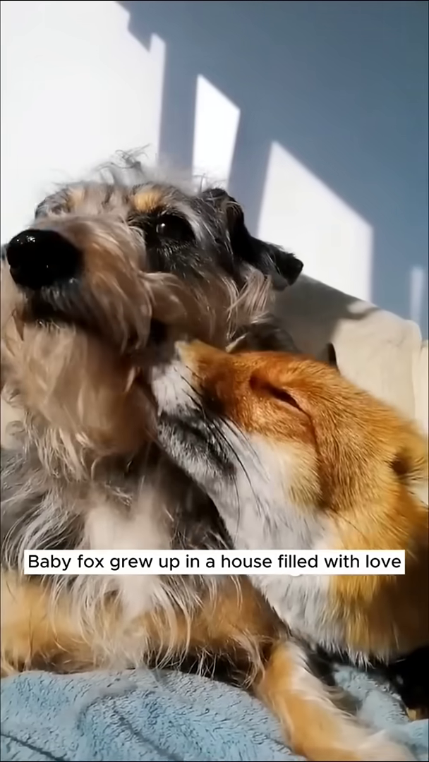 A fox nuzzles affectionately with a dog, showcasing interspecies friendship.