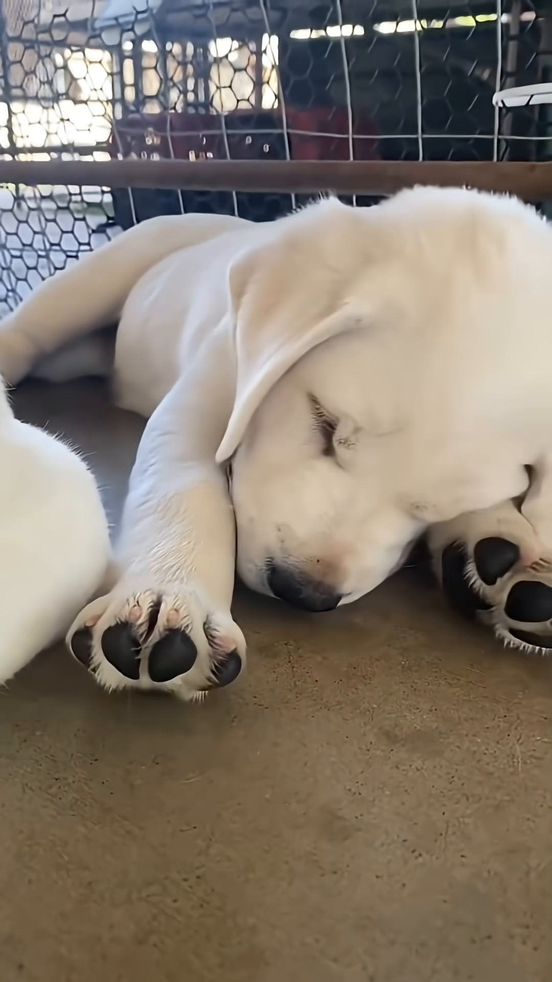 A puppy is sleeping peacefully, its paws tucked in.