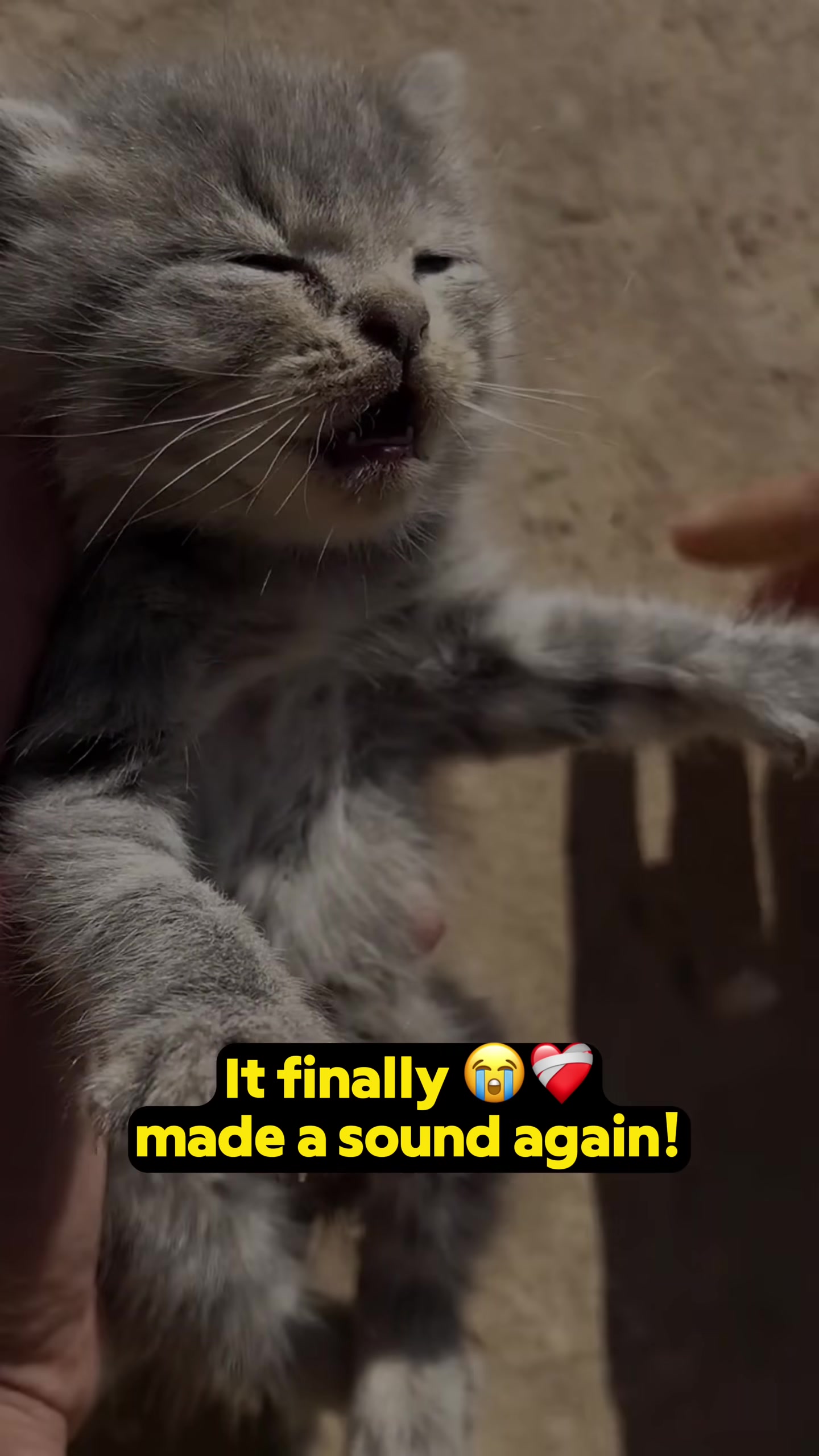 The kitten making a small sound, eyes still closed but a sign of life.