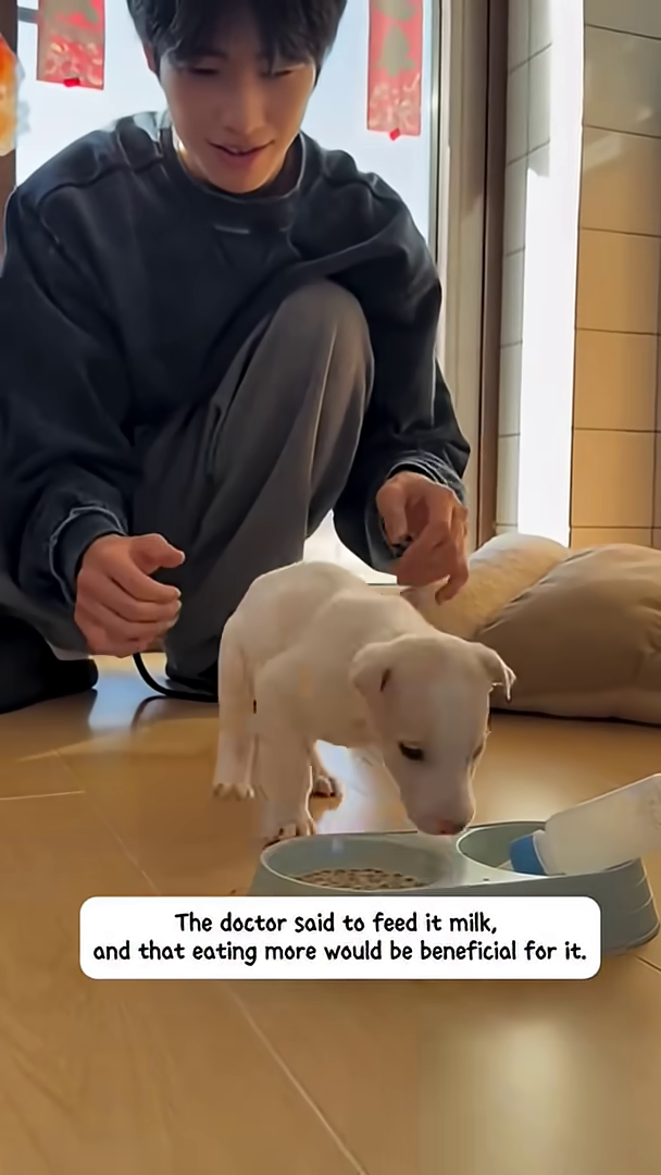 A small white puppy is drinking milk from a bowl, looking healthier.