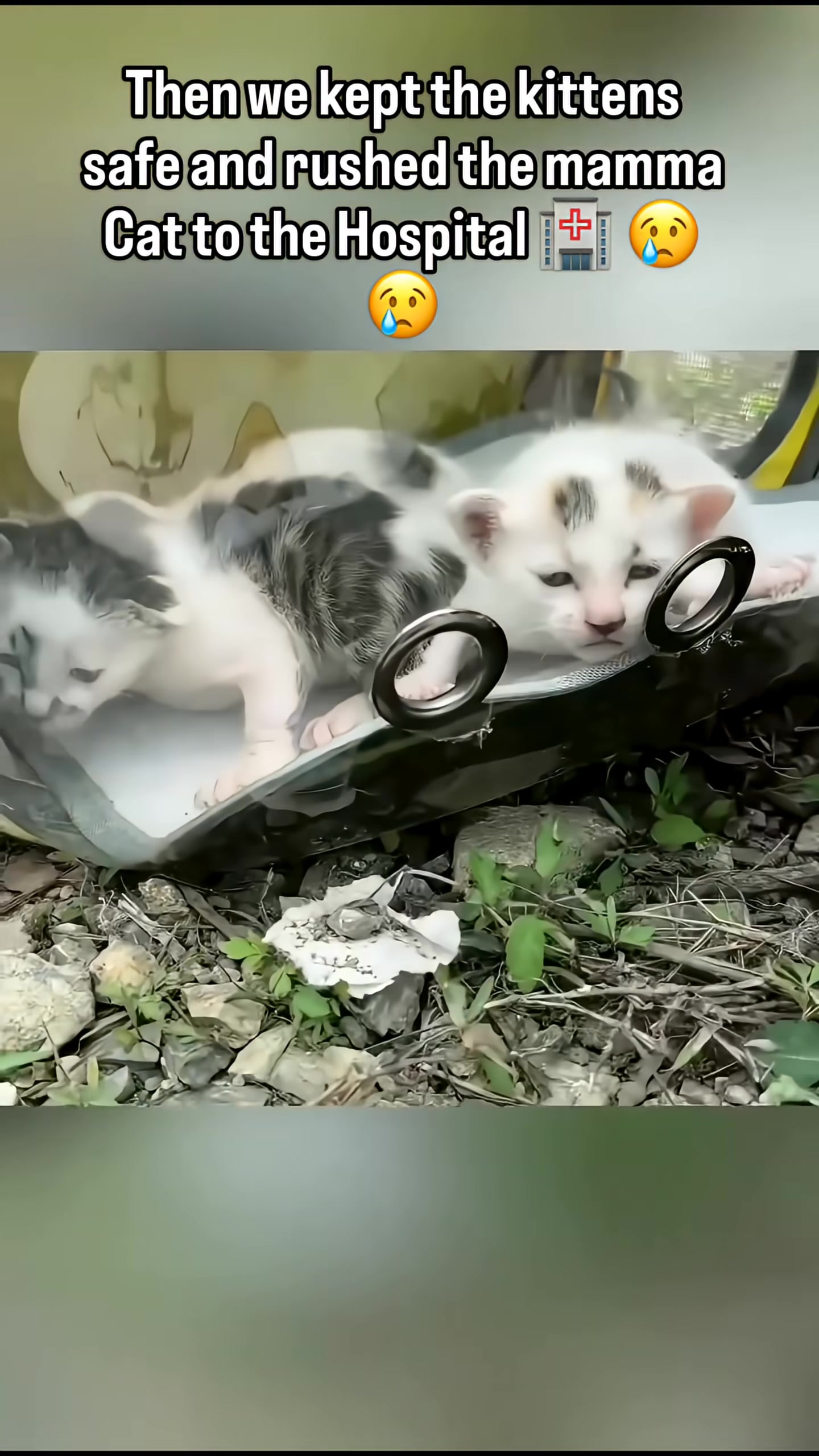 The mother cat is reunited with her kittens, now safe and healthy.