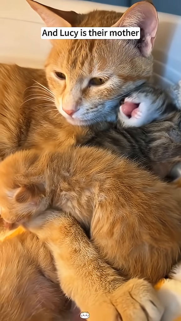 An orange mother cat is cuddling with two kittens.
