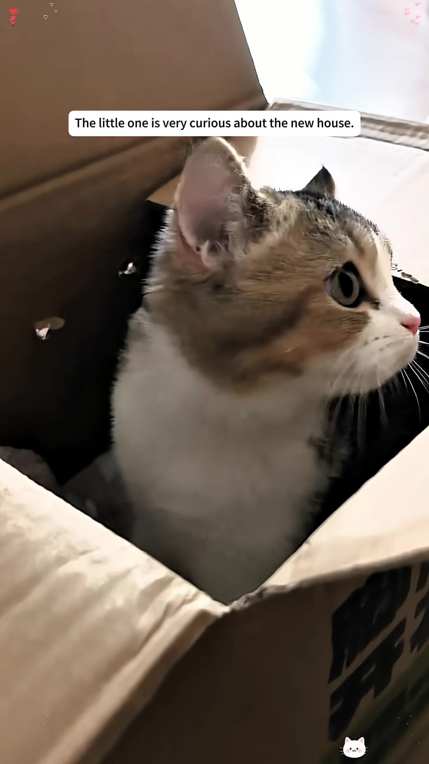 The cat wearing a cute blue outfit, looking curious and happy.