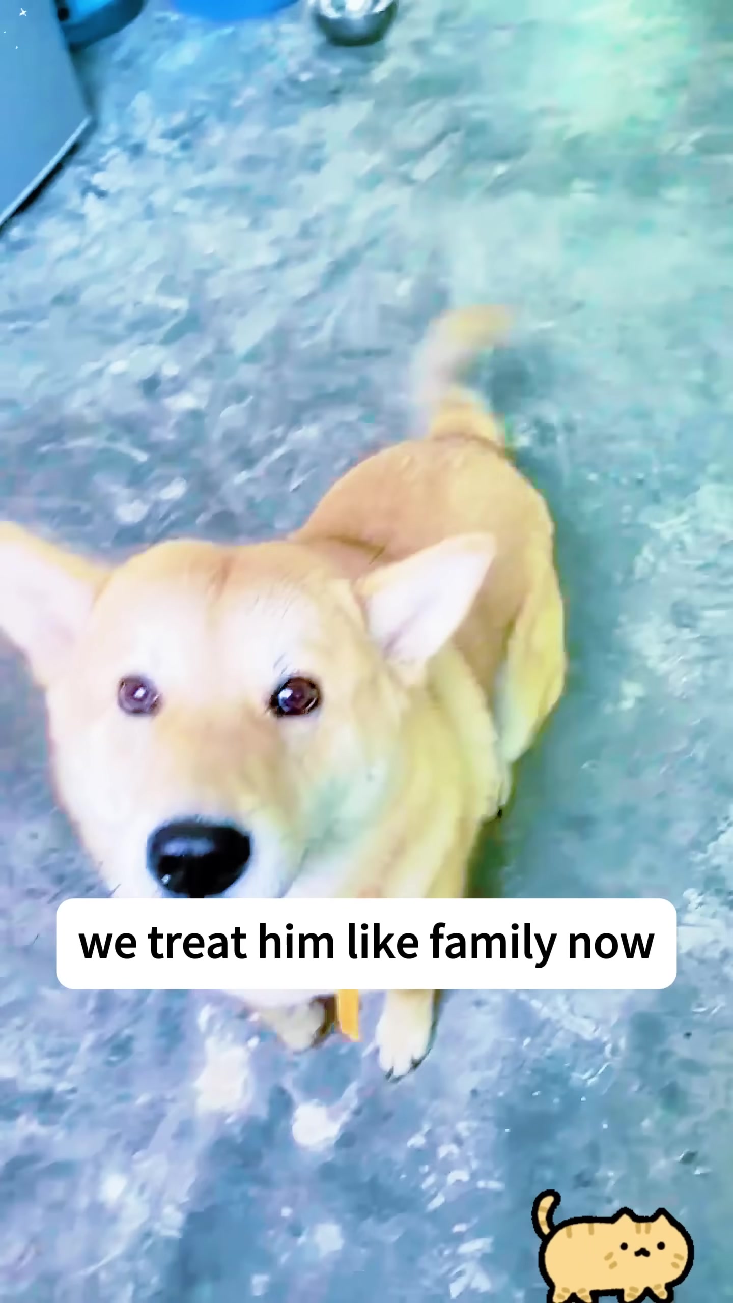 A tan dog with bright eyes and a pink collar sits attentively, looking directly at the camera.