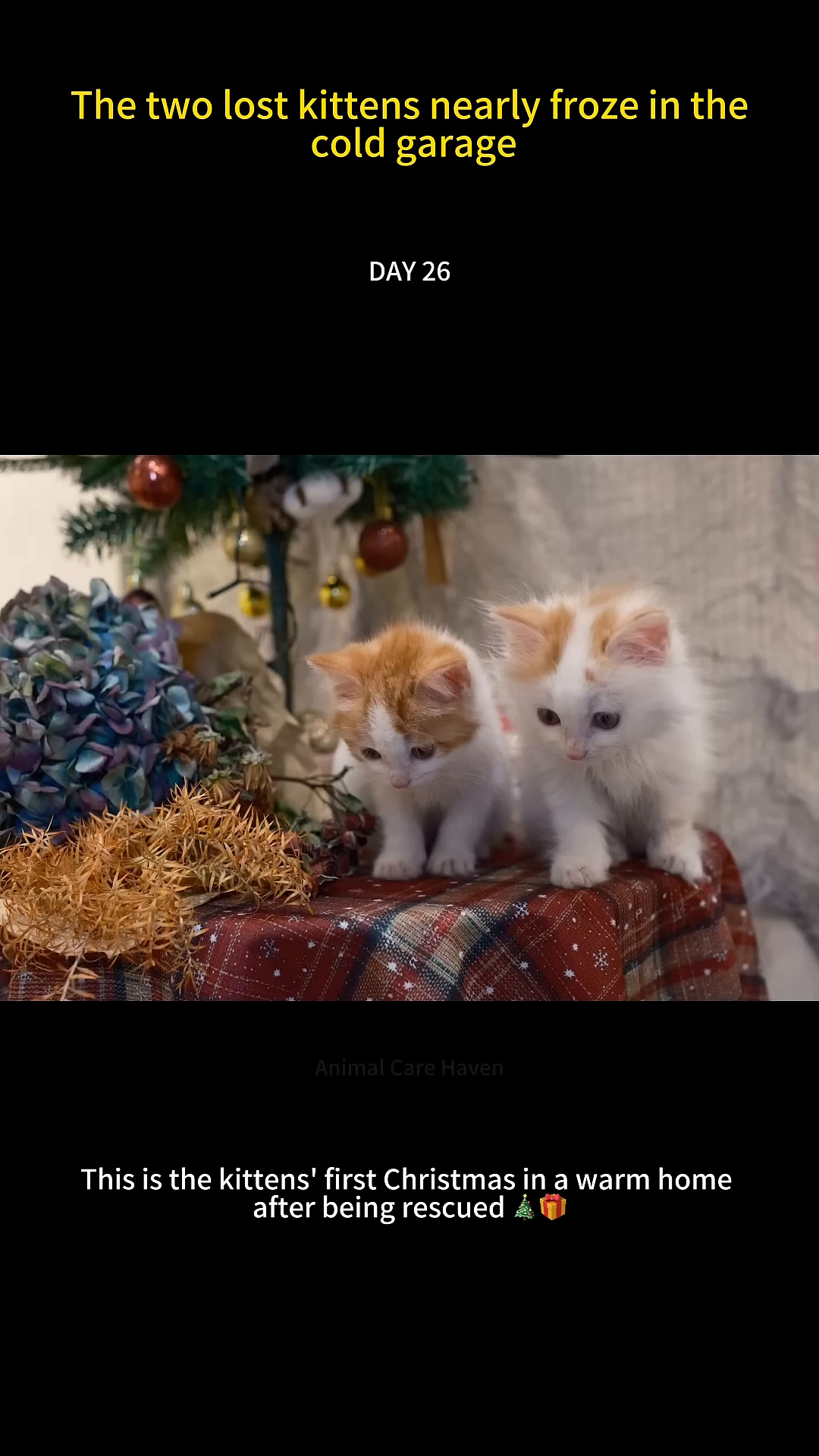 Two adorable kittens sitting near a decorated Christmas tree, looking content and healthy.