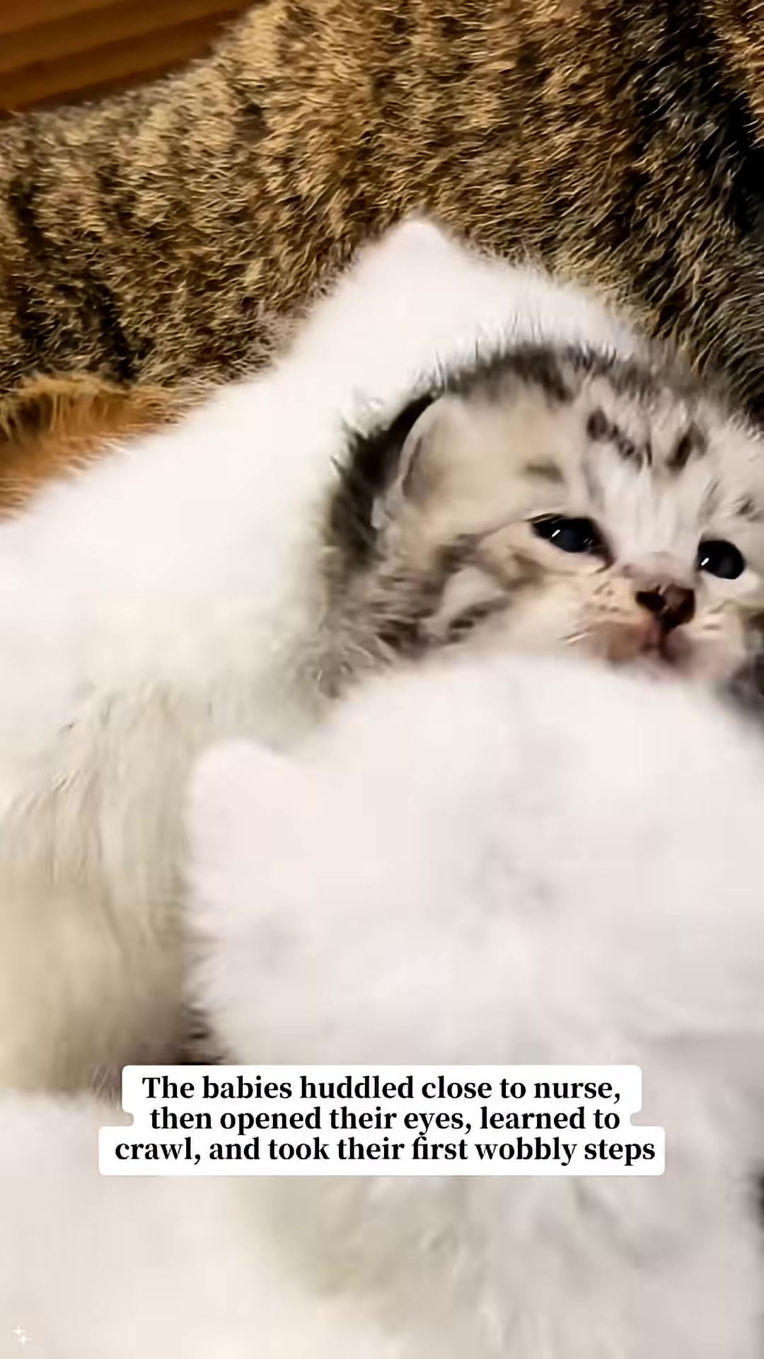 Newborn kittens huddle together, nursing from their mother.