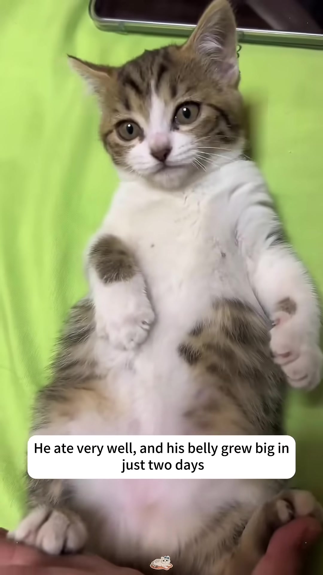 The kitten lying on its back, revealing a noticeably round, full belly after just two days of good food.