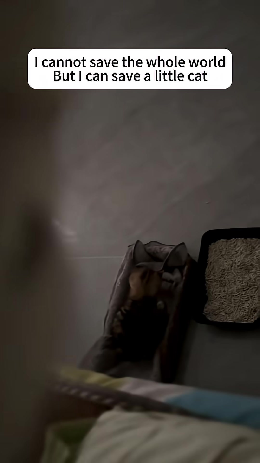 The rescued kitten sleeps peacefully, wrapped in a blanket next to a litter box.