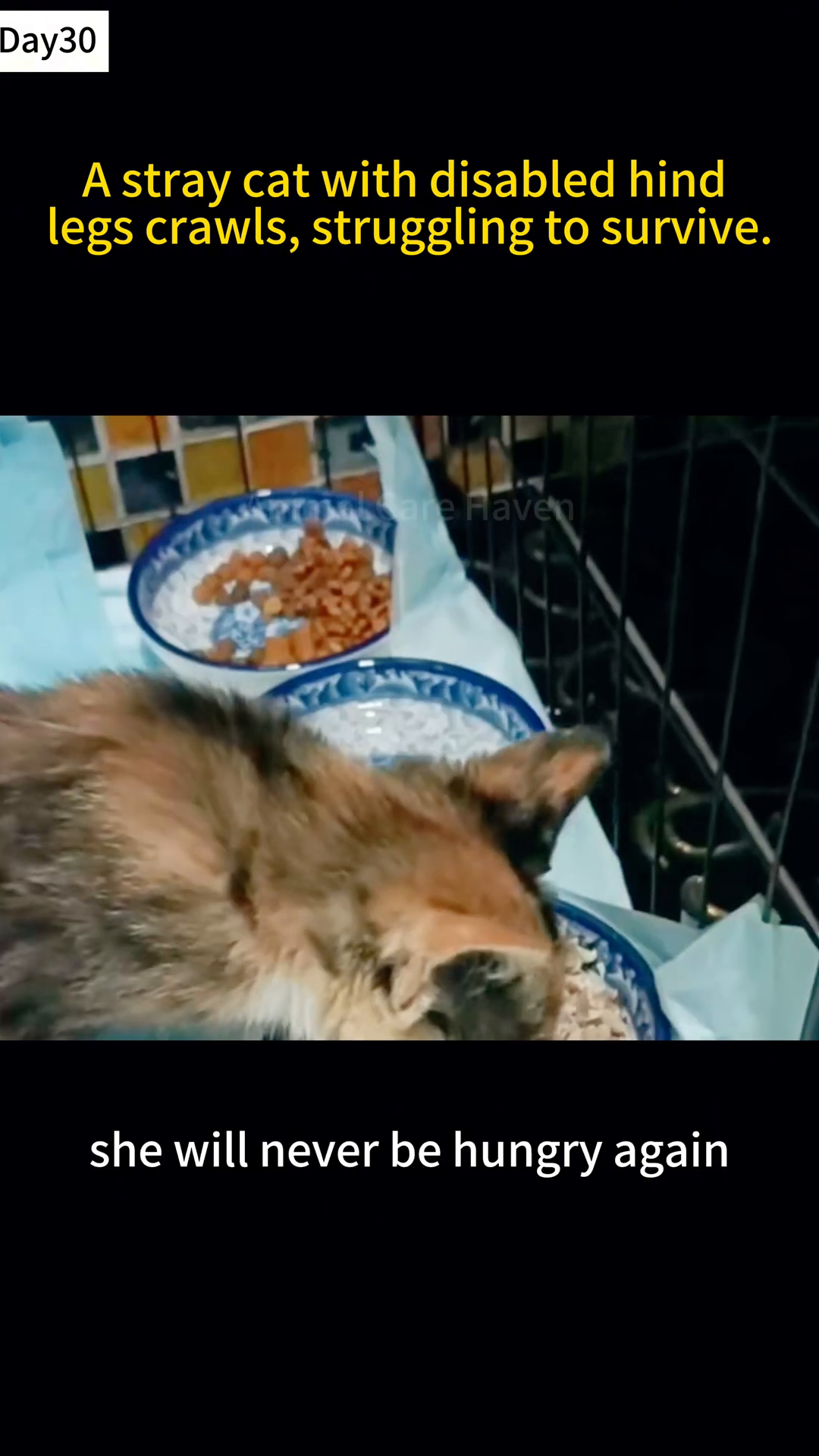 The cat, now healthier and more mobile, is seen eating from a bowl in a home environment.