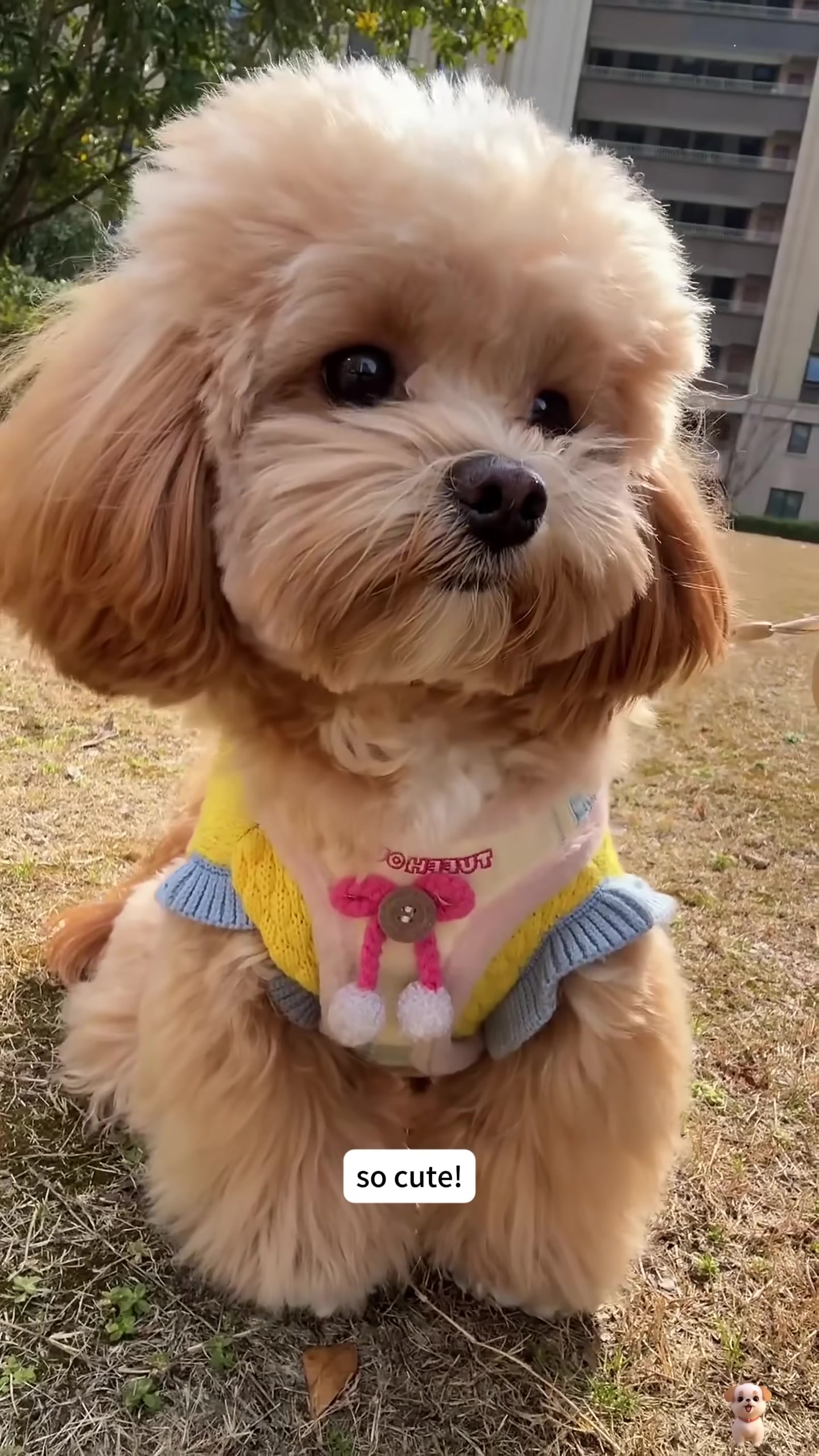 A fluffy, light-brown puppy with big, dark eyes looks directly at the camera, appearing happy and healthy.