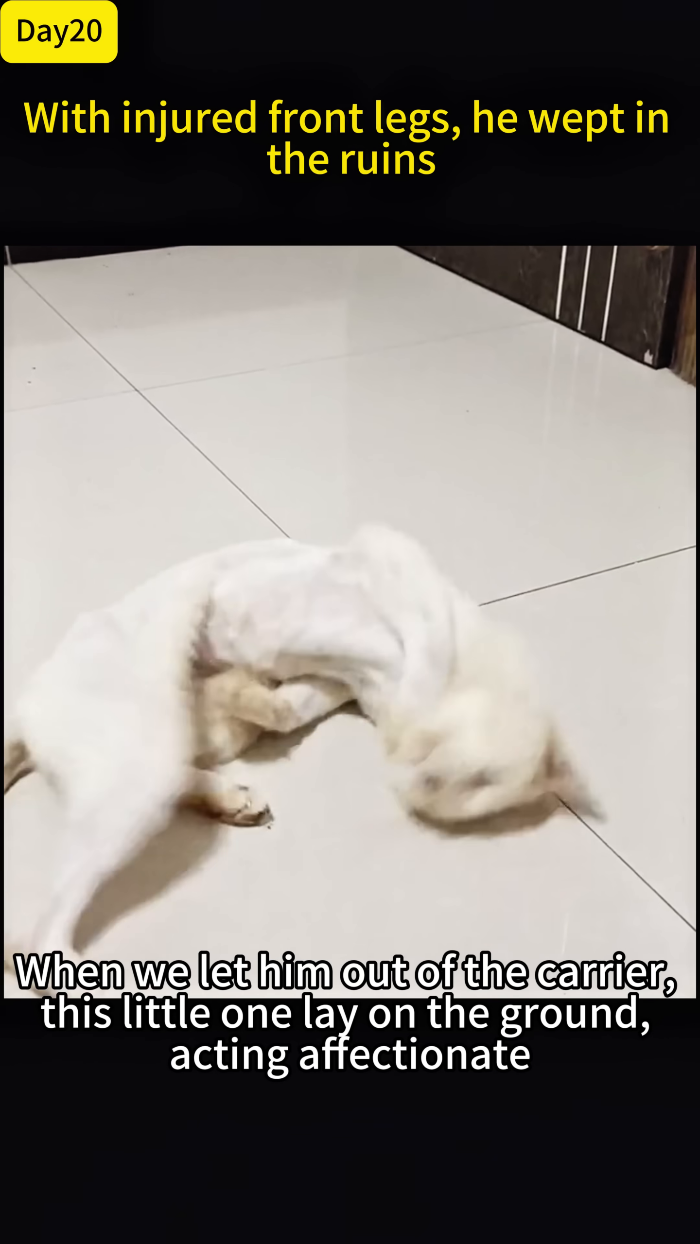 The rescued cat is playfully rolling on the floor, showing affection and comfort in his new home.