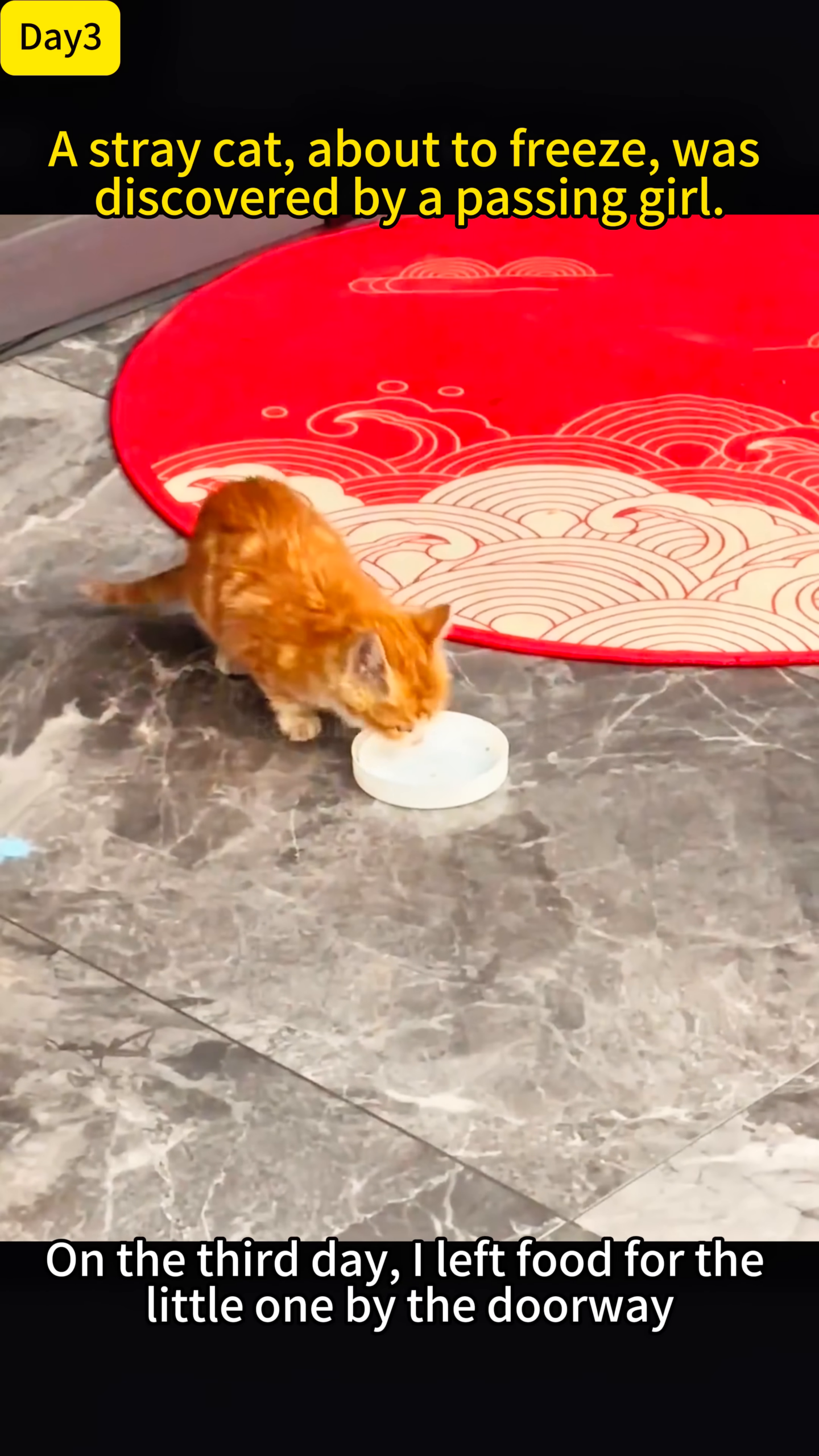 A kitten cautiously approaching a bowl of food left by the doorway.
