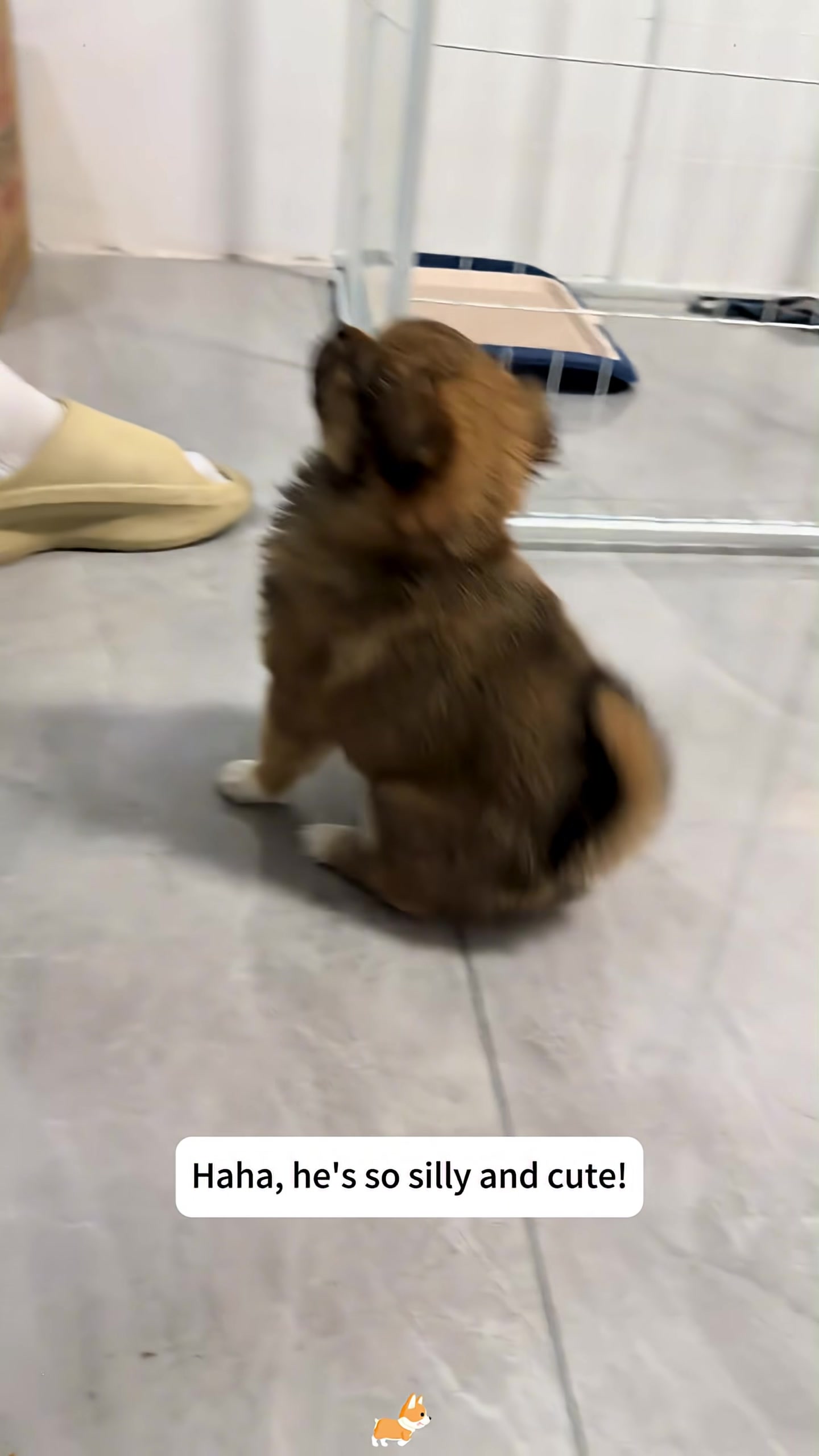 The puppy running playfully on the floor, tail wagging.