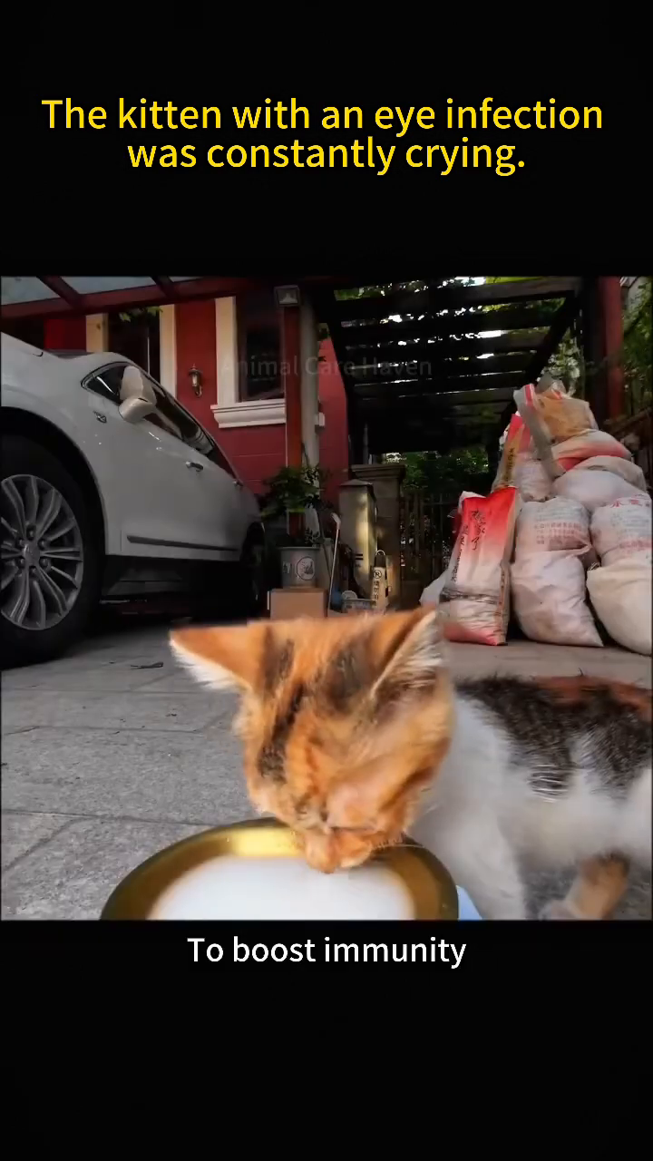 A kitten is drinking from a bowl of white liquid, likely goat milk.
