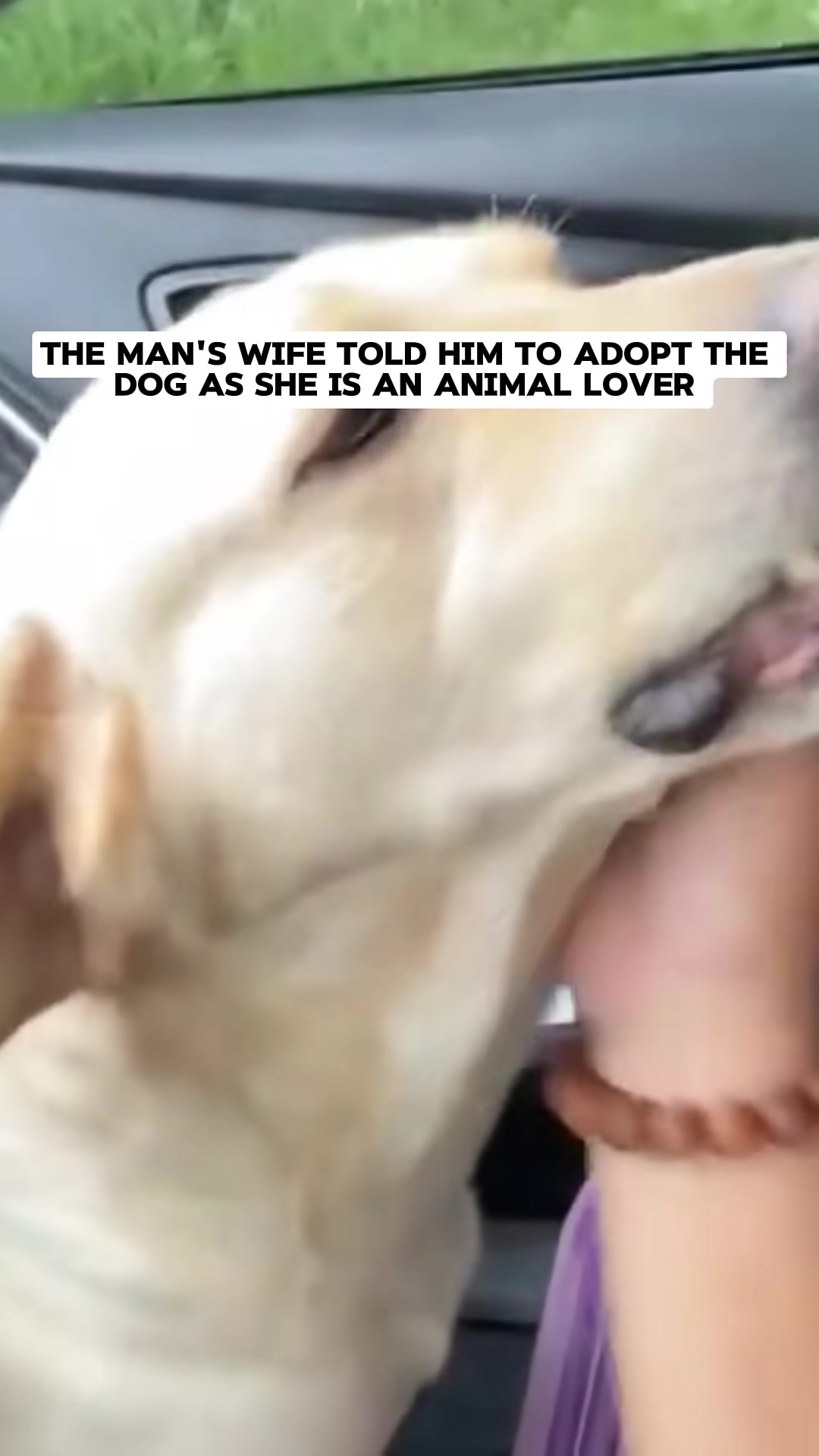 The rescued dog, looking healthy and happy, being petted by a hand.
