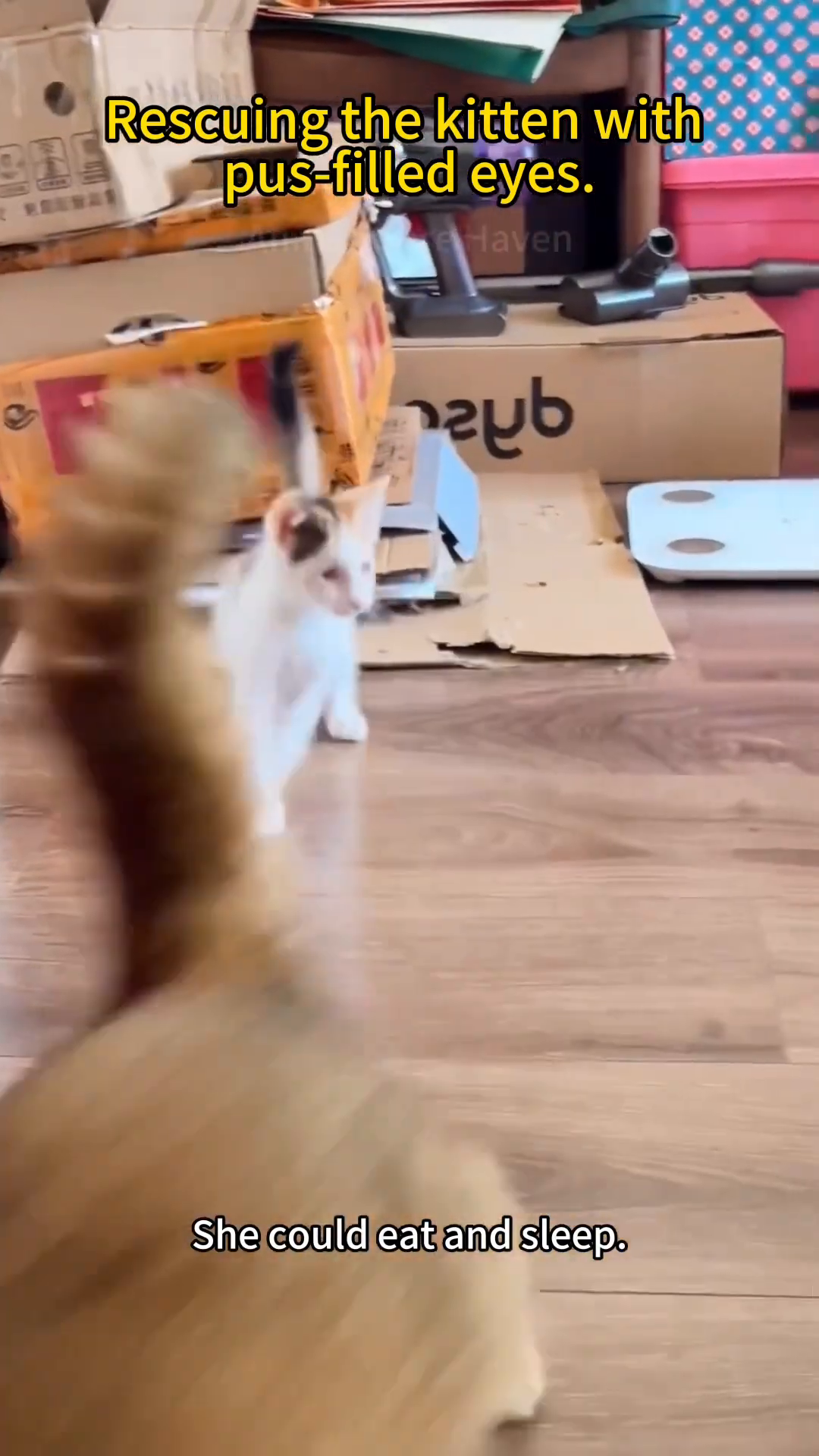 A small calico kitten standing and looking around a room.