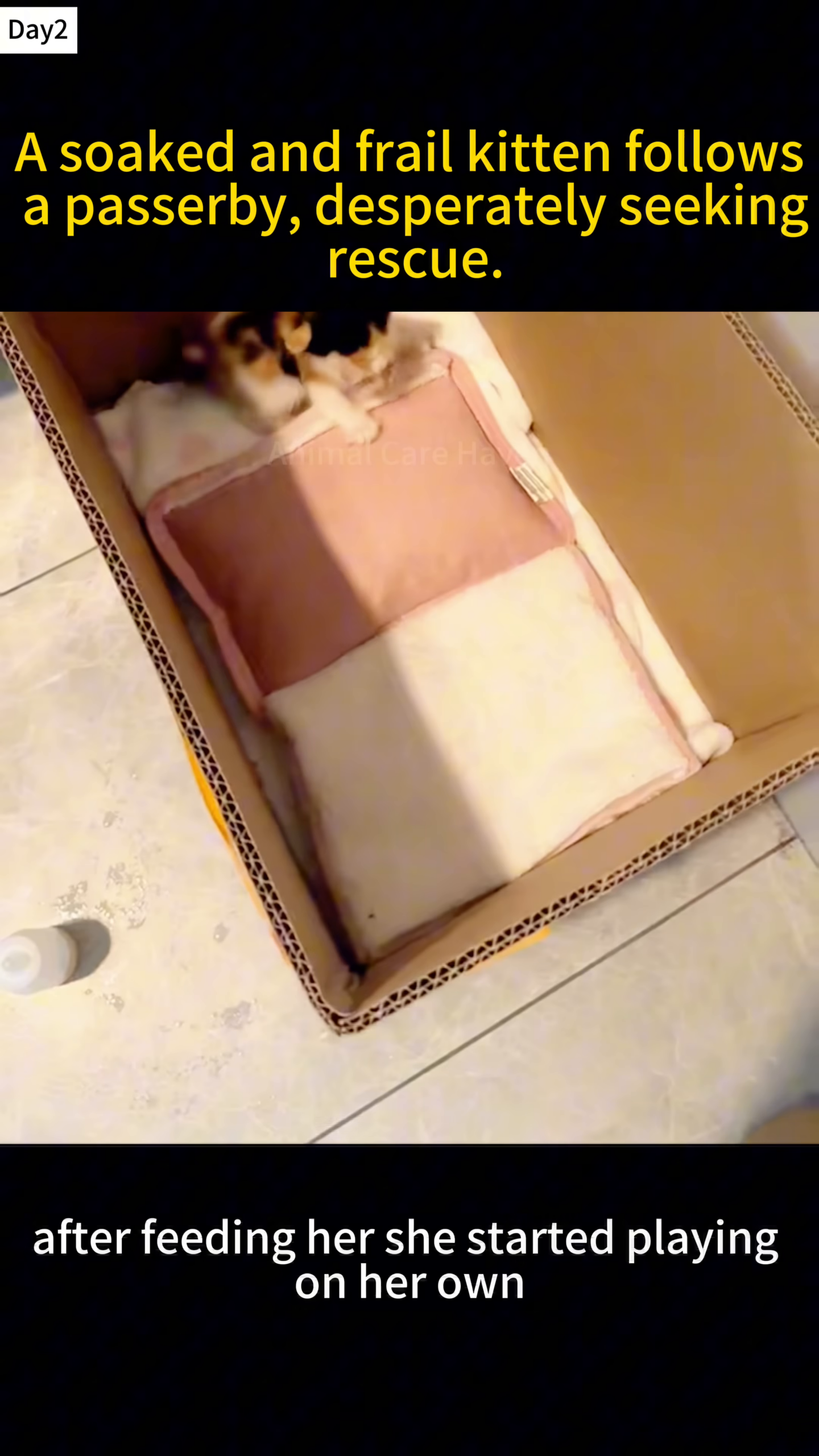 A tiny kitten is playing inside a cardboard box.