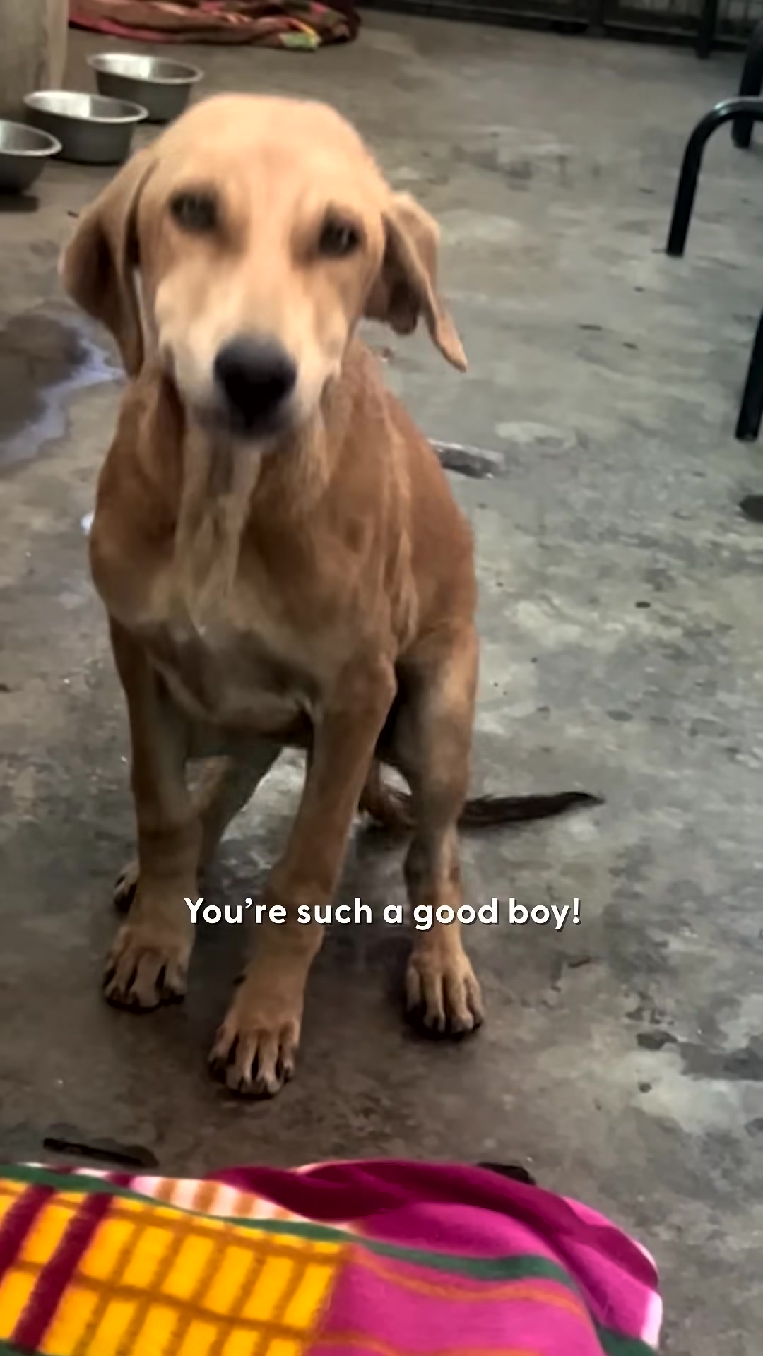 A dog, now healthy and wearing a sweater, looks happily at the camera.