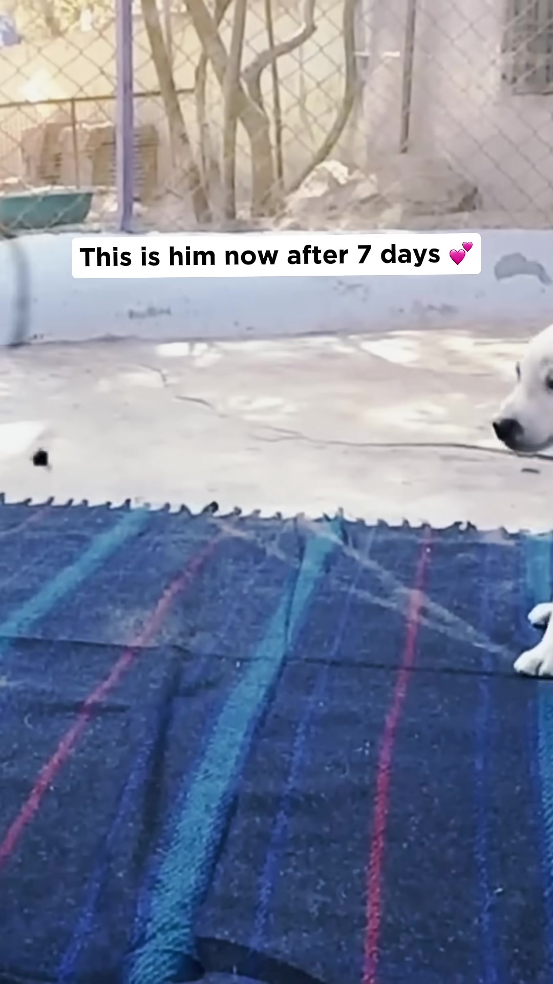 The puppy, looking much healthier, interacts playfully.