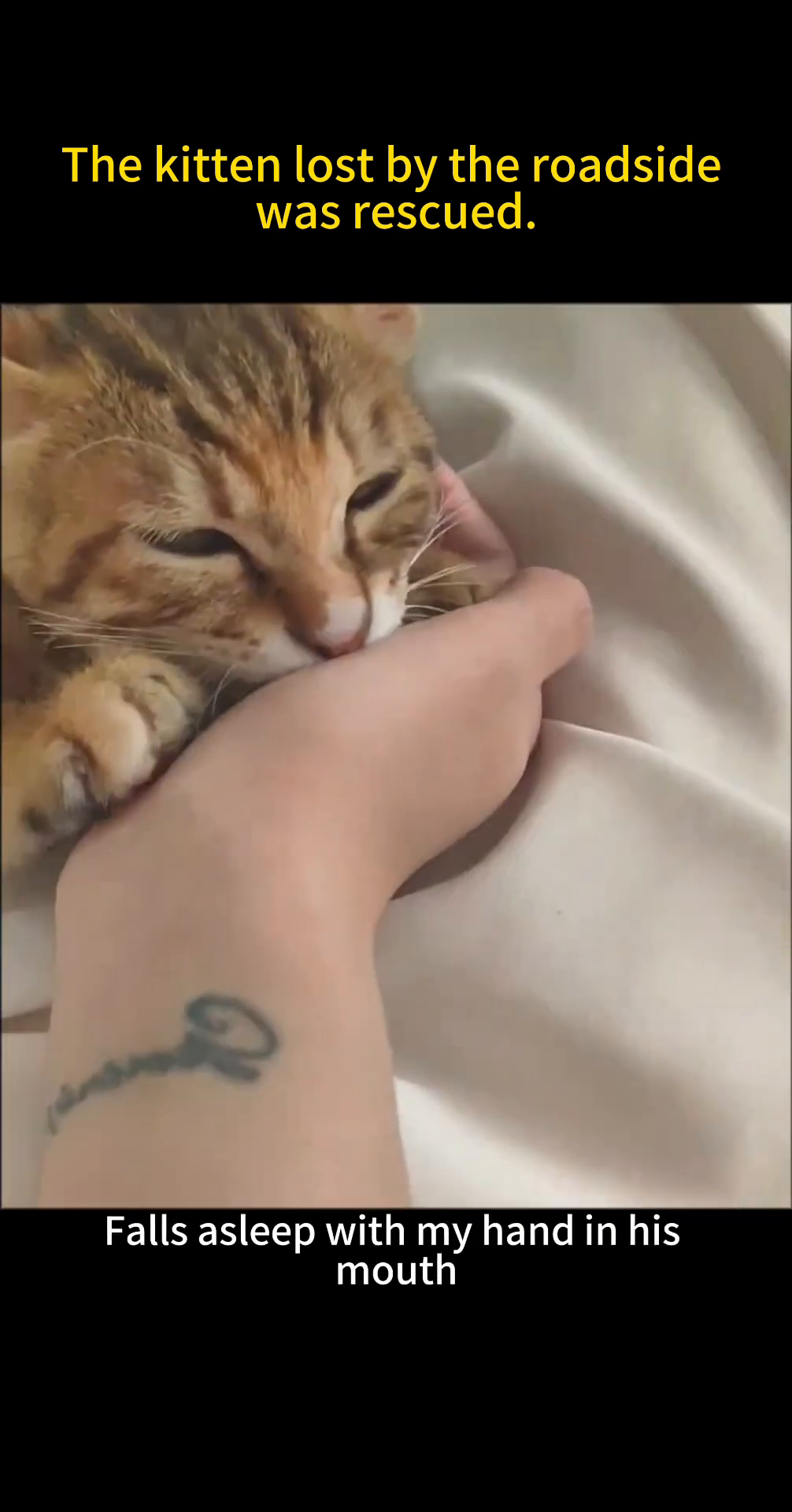A kitten sleeps soundly with its head resting in a person's cupped hand.