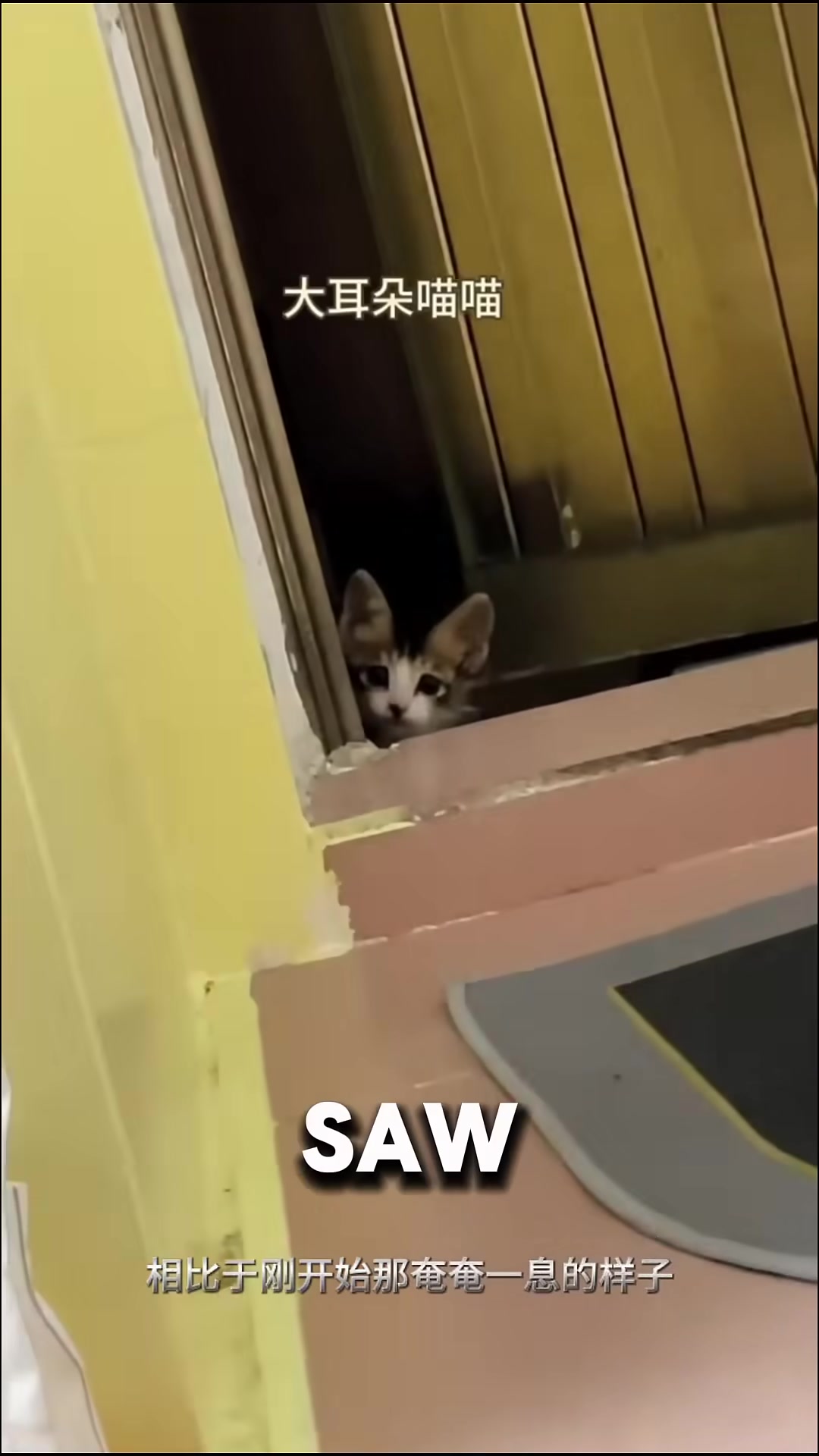 A healthy, playful kitten explores her new home with energy and joy.