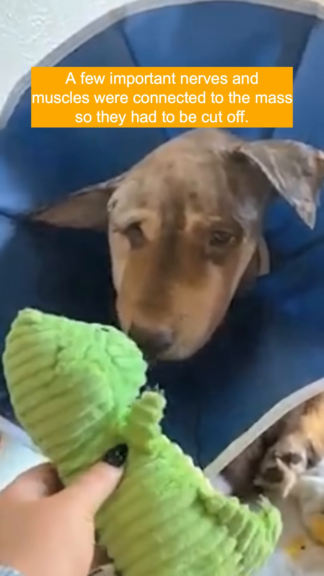 A dog wearing an Elizabethan collar looks towards a green plush toy.