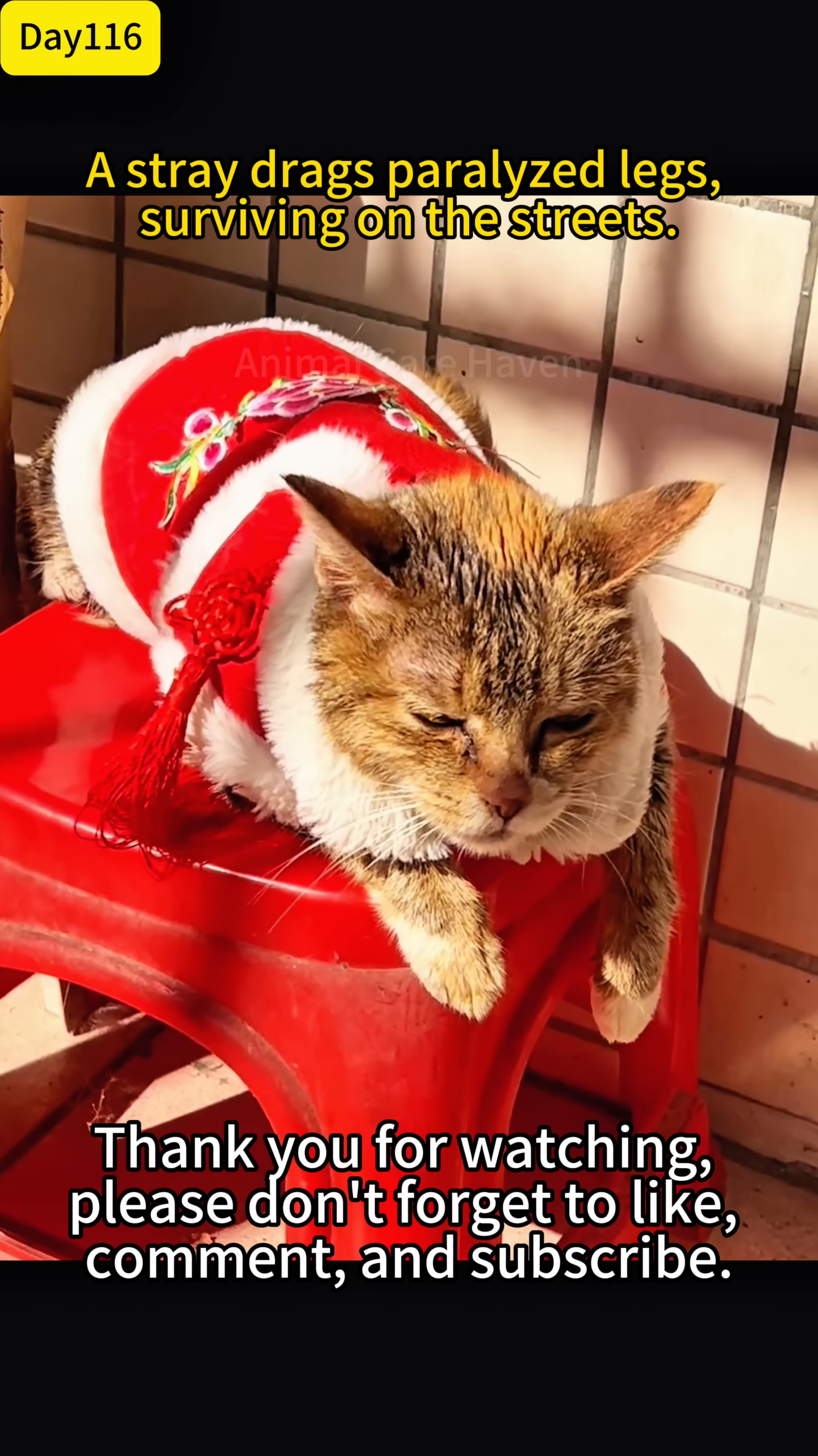 The cat, now looking healthier and content, is resting comfortably, adorned in a festive outfit.