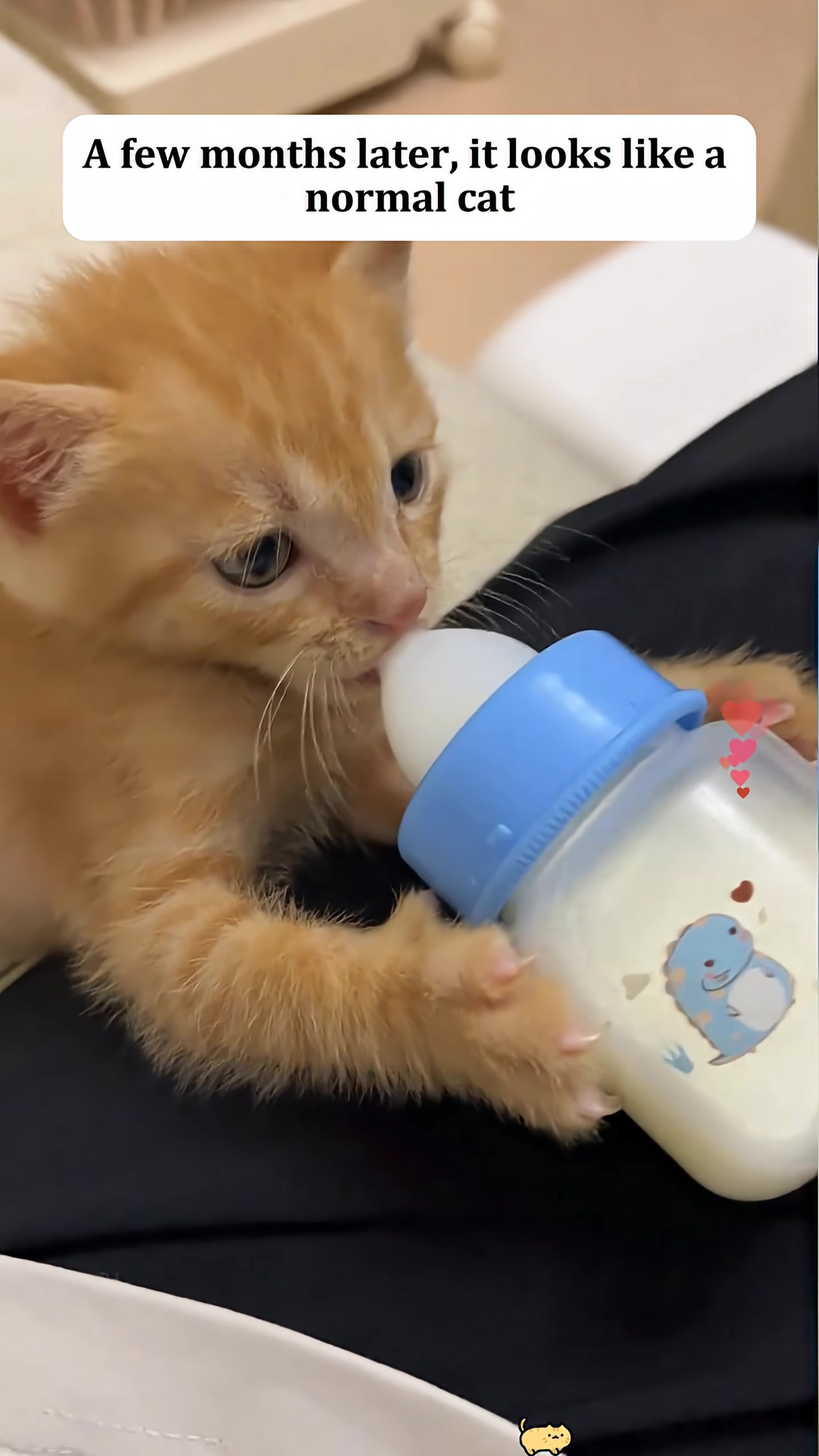 A fluffy orange kitten is drinking milk from a bottle, looking healthy and content.