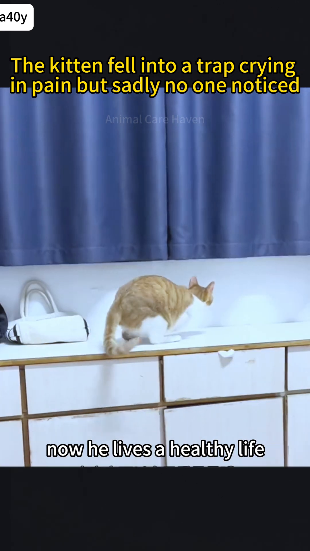 The kitten is shown happily playing and exploring, a picture of health and contentment.