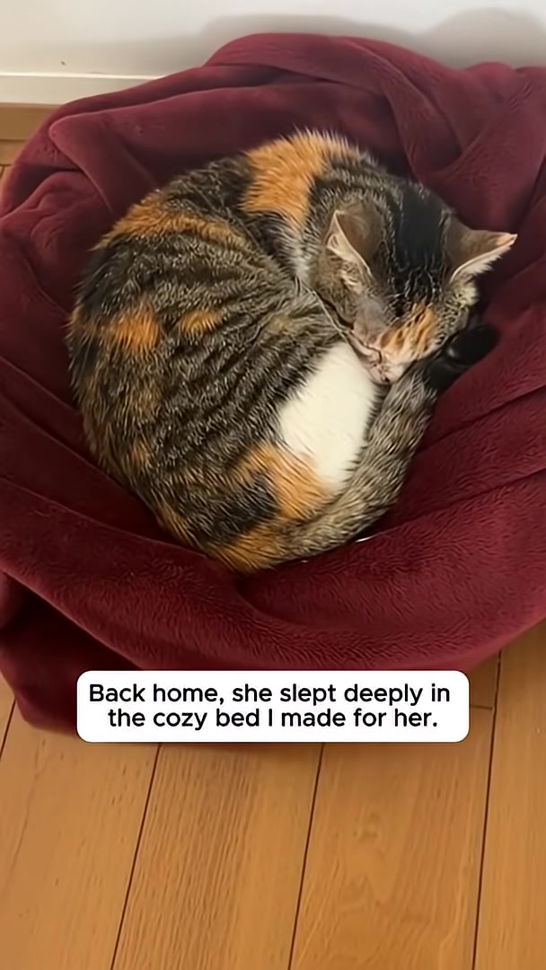 A calico cat sleeps curled up in a soft, burgundy bed.