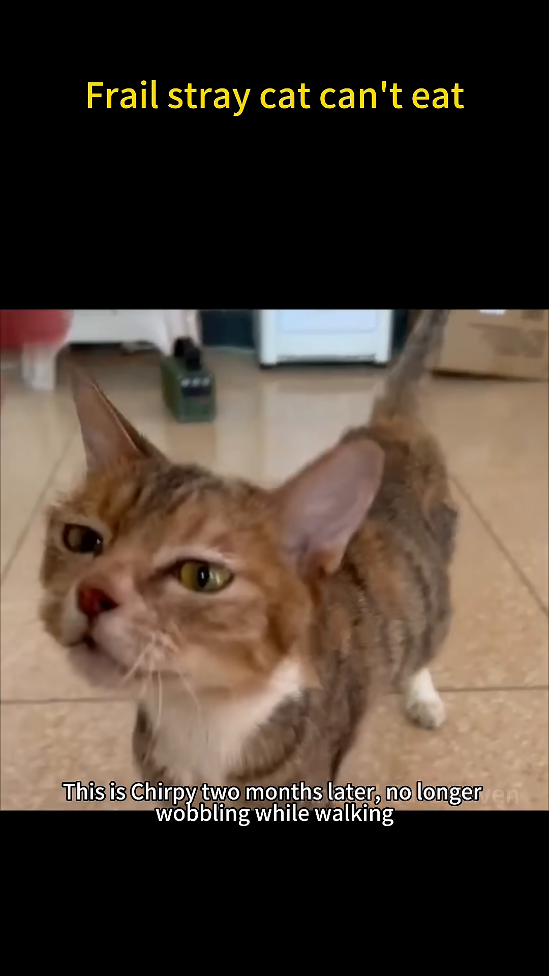 Chirpy, looking healthy and alert, walks confidently.