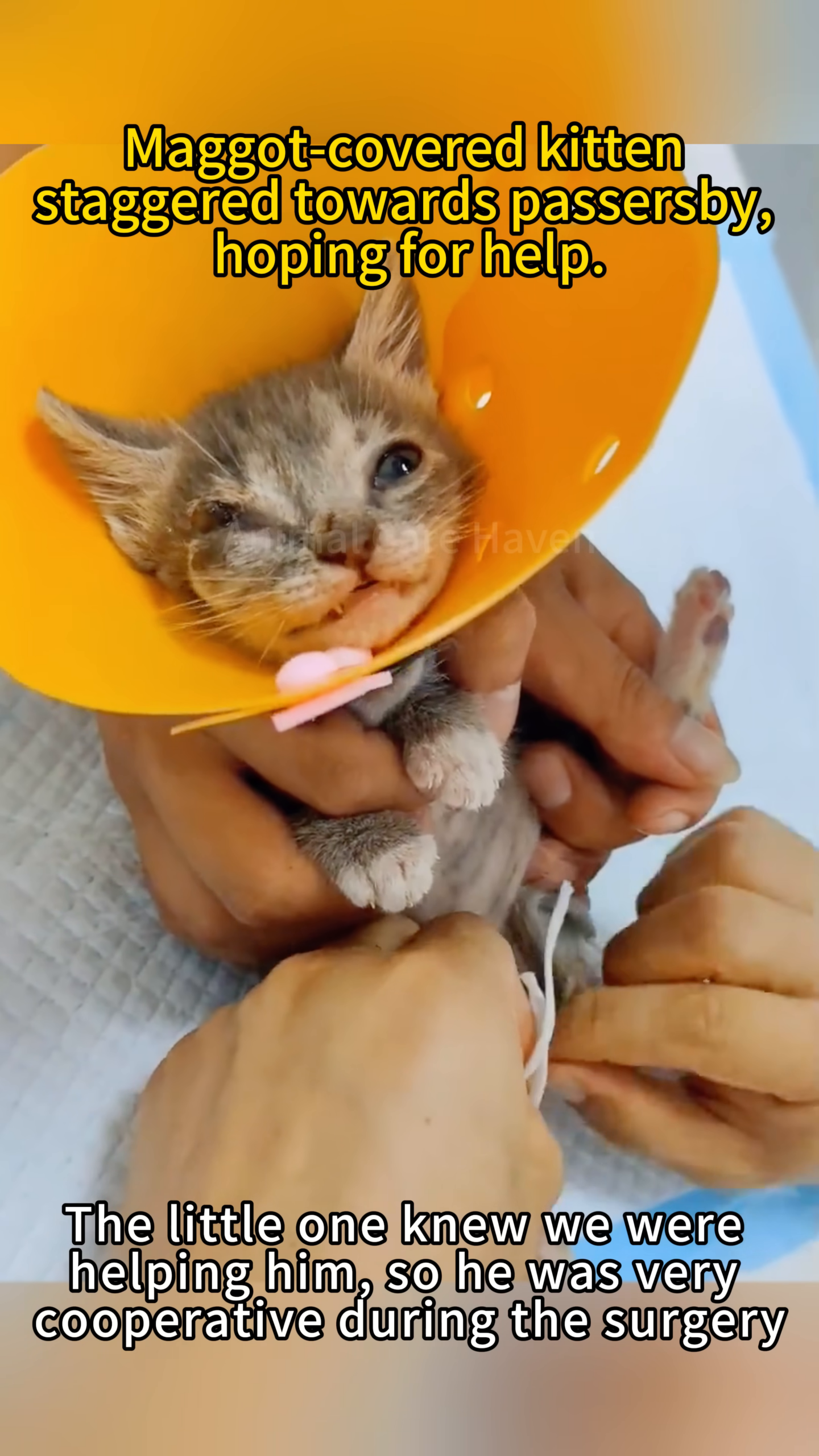 The kitten wearing a cone, being held gently during or after surgery.