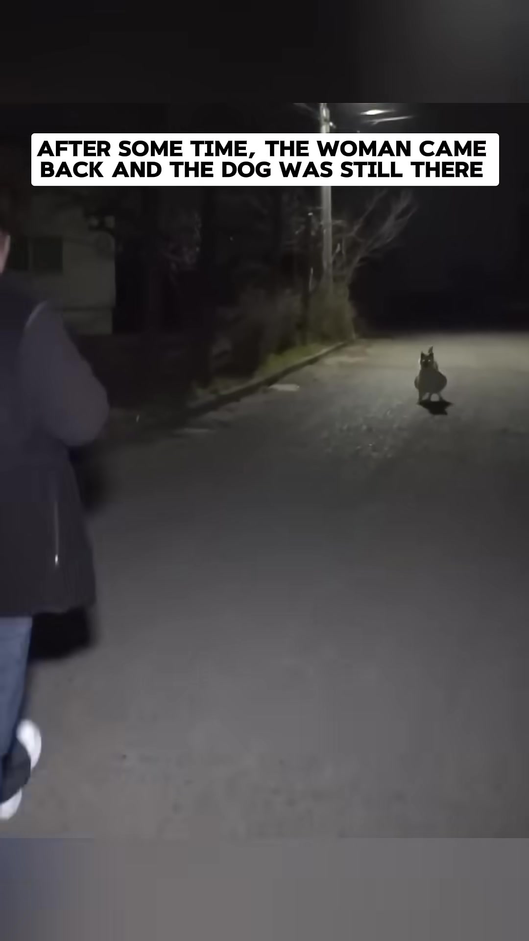 A woman walks towards a white dog waiting on a dark road.