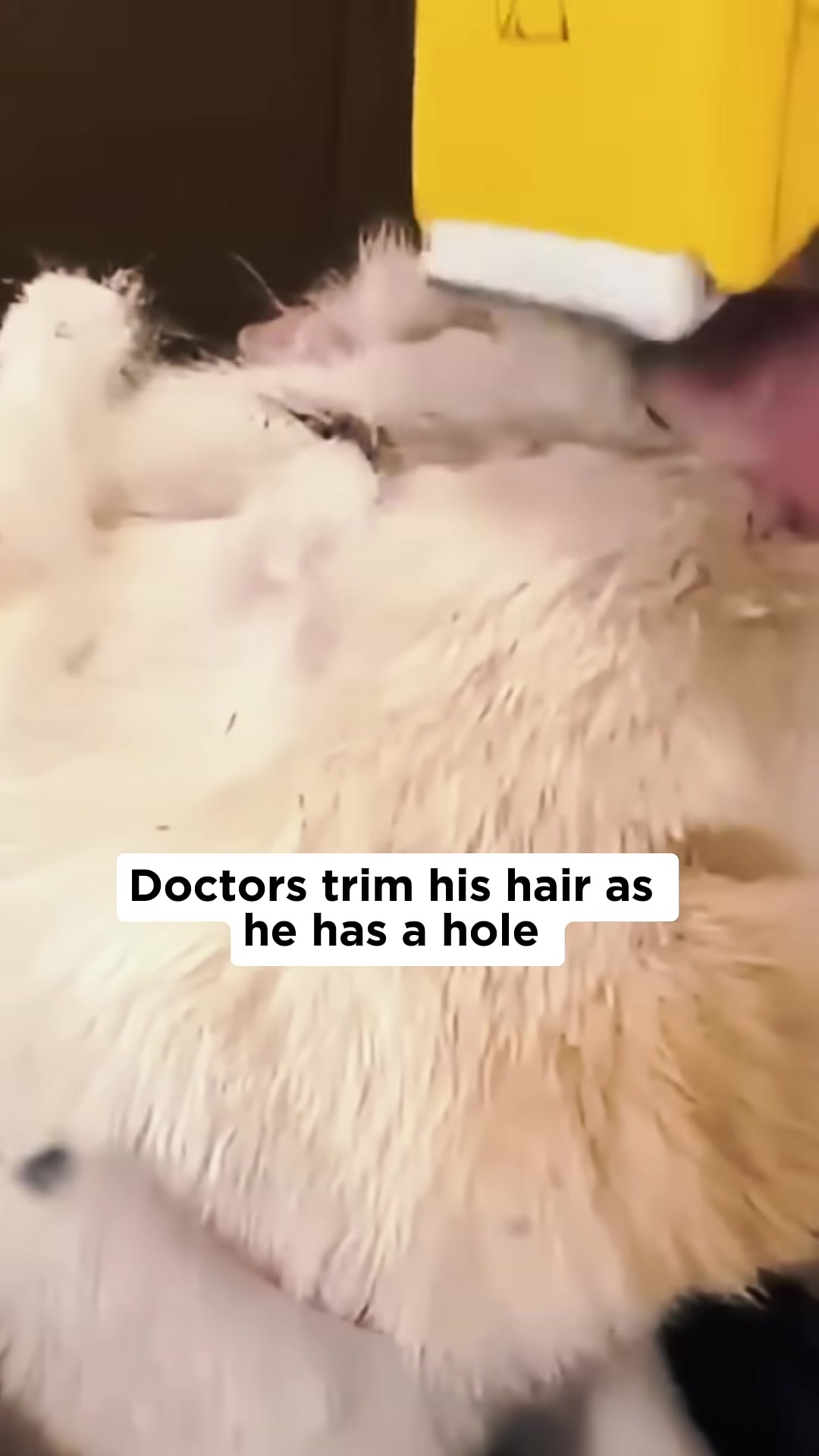 Doctors carefully tending to the puppy's injured areas.
