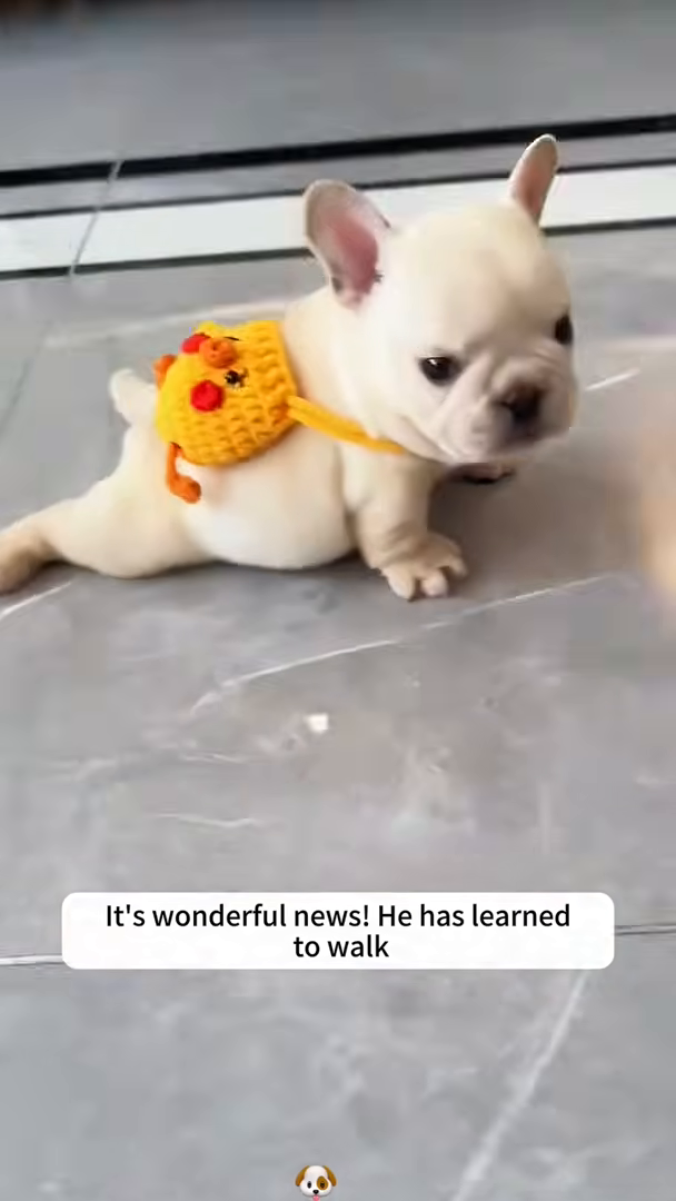 A healthy, playful puppy wearing a small backpack walks across the floor.