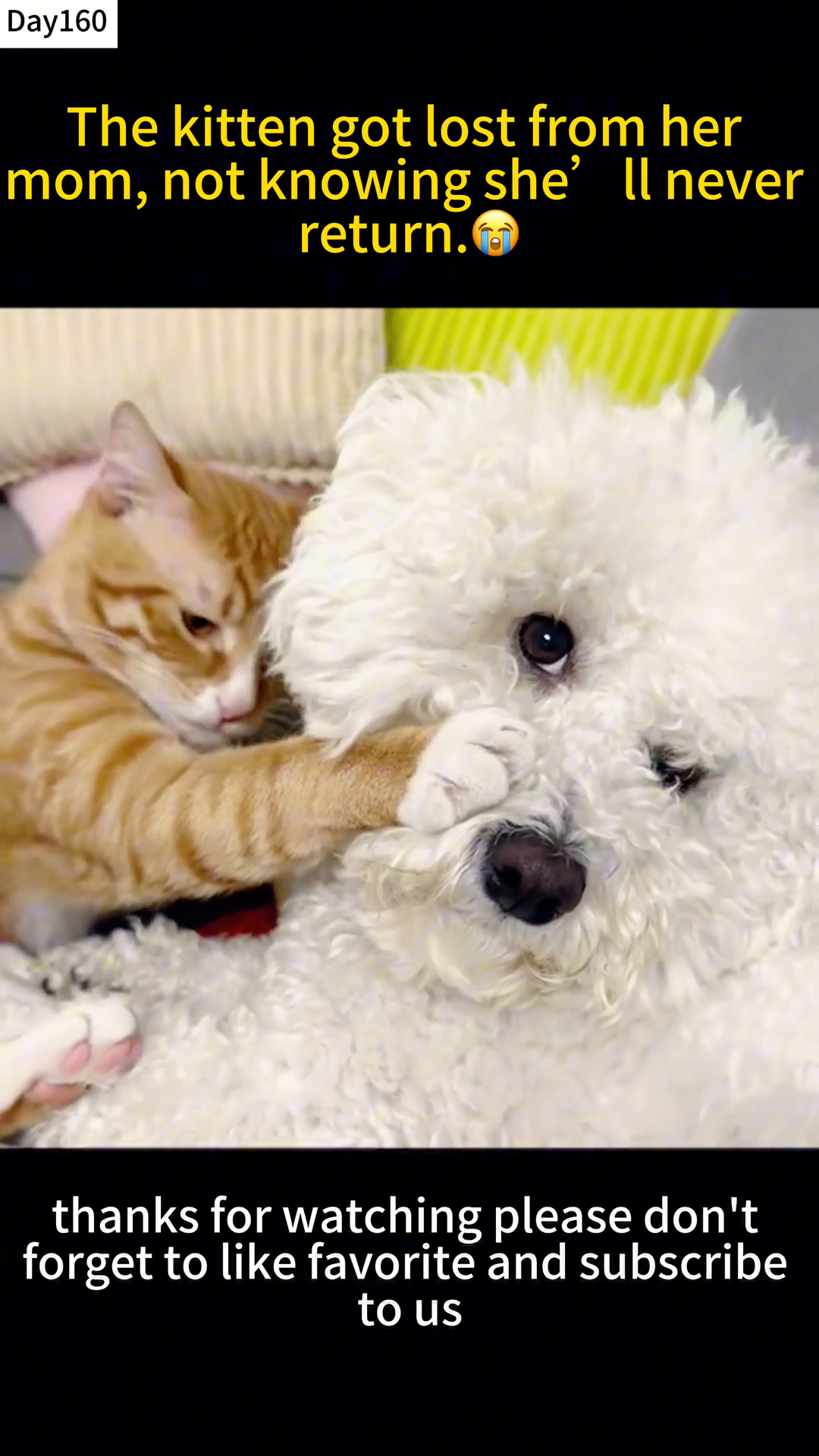 A ginger kitten gently paws at the face of a fluffy white dog, who looks on calmly.