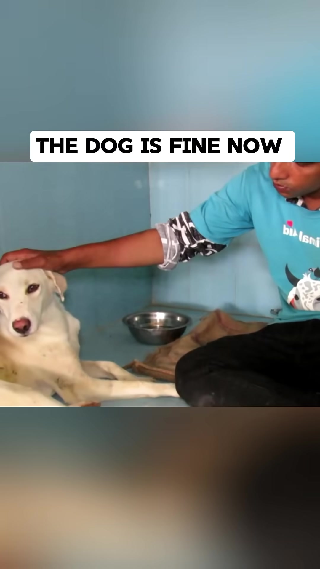 A person gently pets a white dog lying down, with a food bowl nearby.