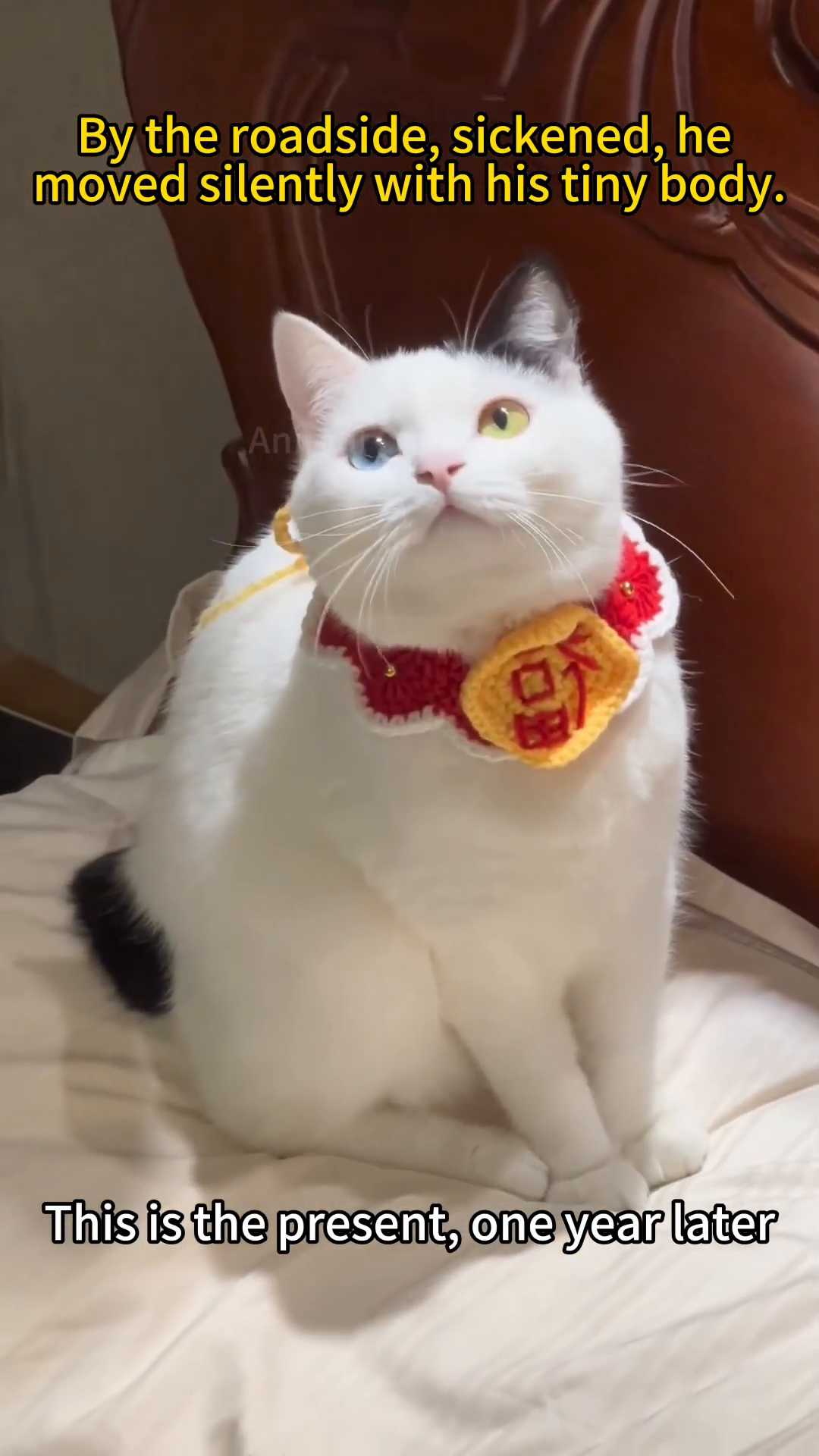 A beautiful white cat with one blue eye and one yellow eye sits regally, wearing a decorative collar.