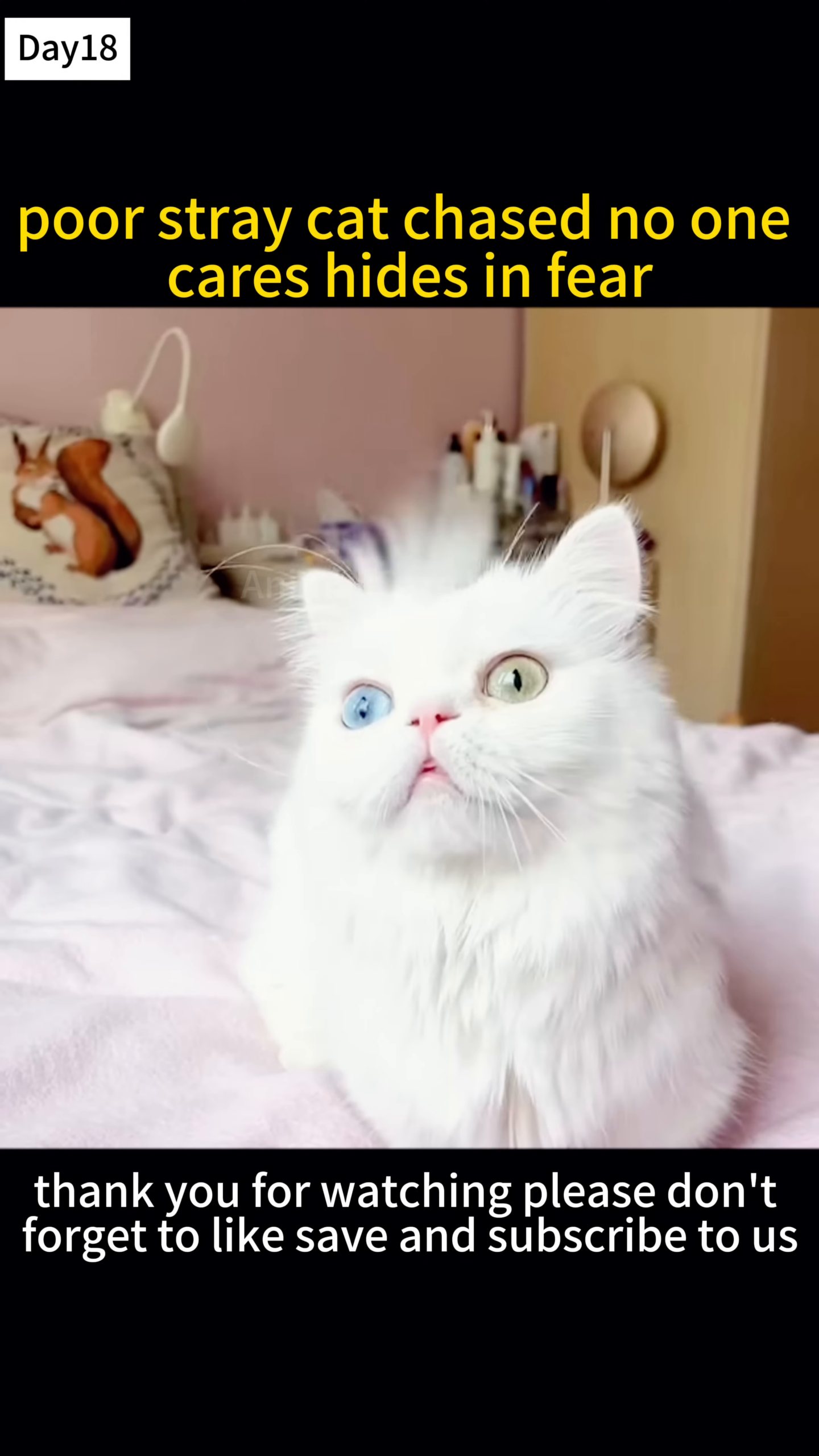 A beautiful white cat with heterochromia (one blue eye, one green eye) is sitting on a bed, looking directly at the camera.
