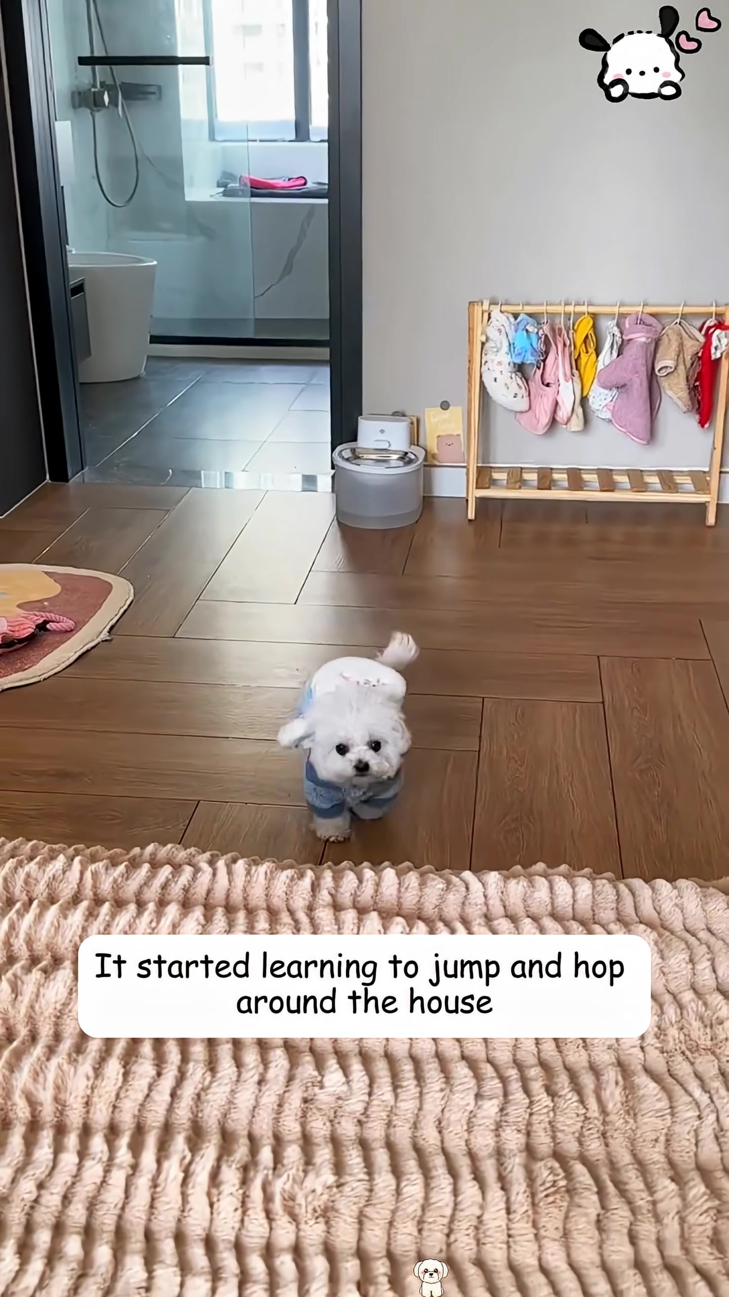 A small white puppy, Bell, playfully hops across a wooden floor.