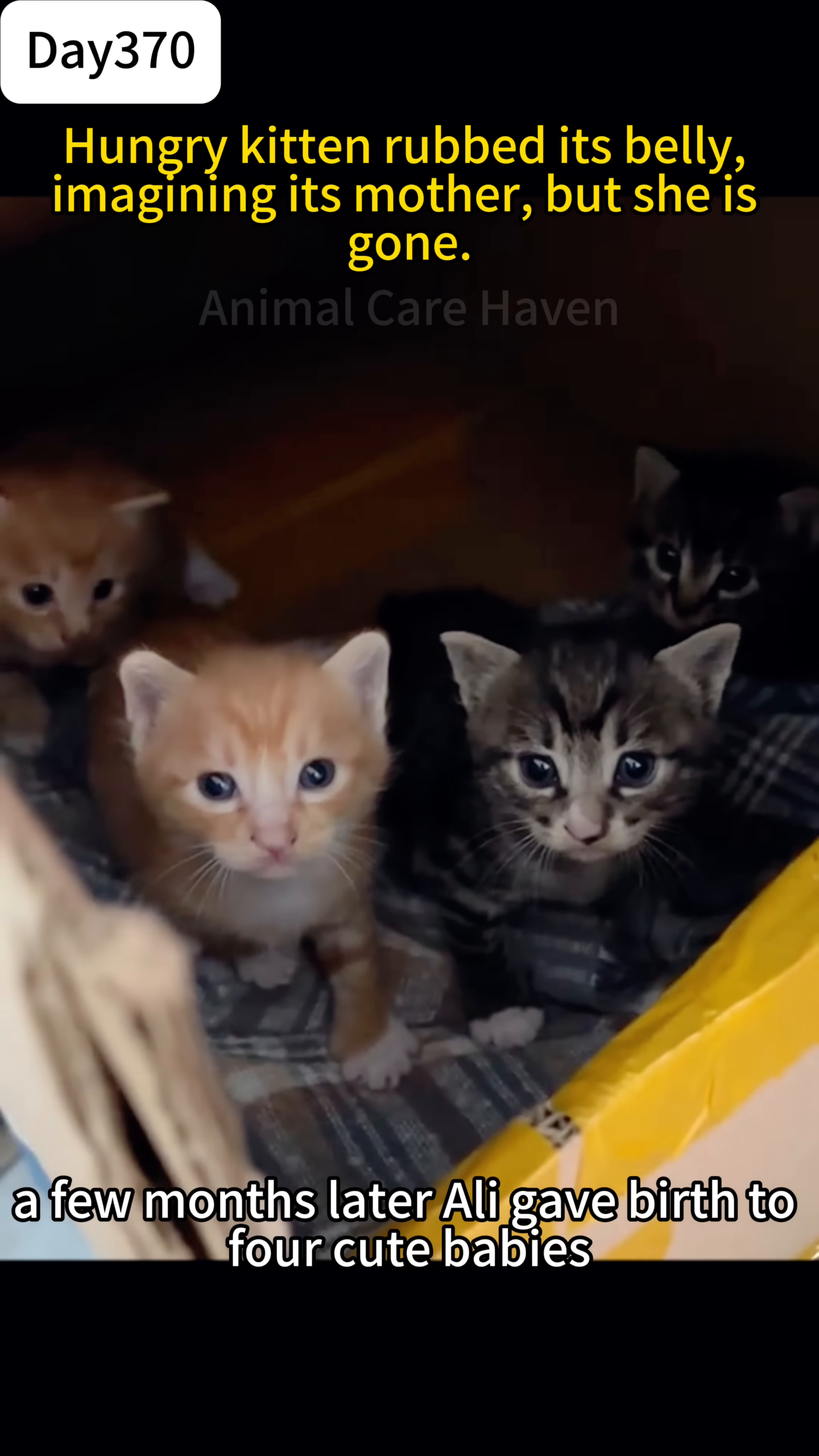 Four tiny kittens are huddled together, looking curiously at the camera.
