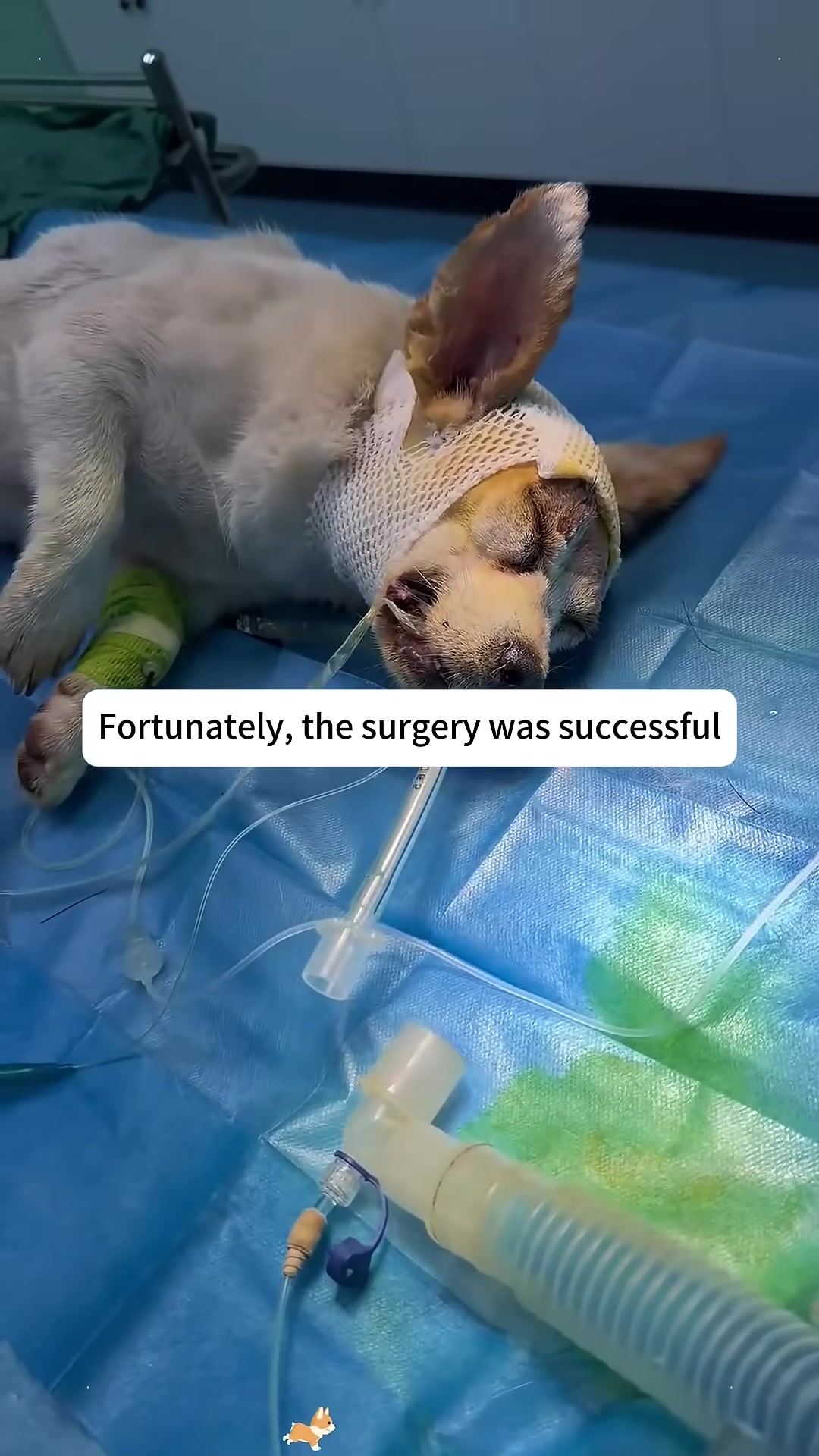 A close-up of a surgeon's gloved hands holding the successfully removed arrow.