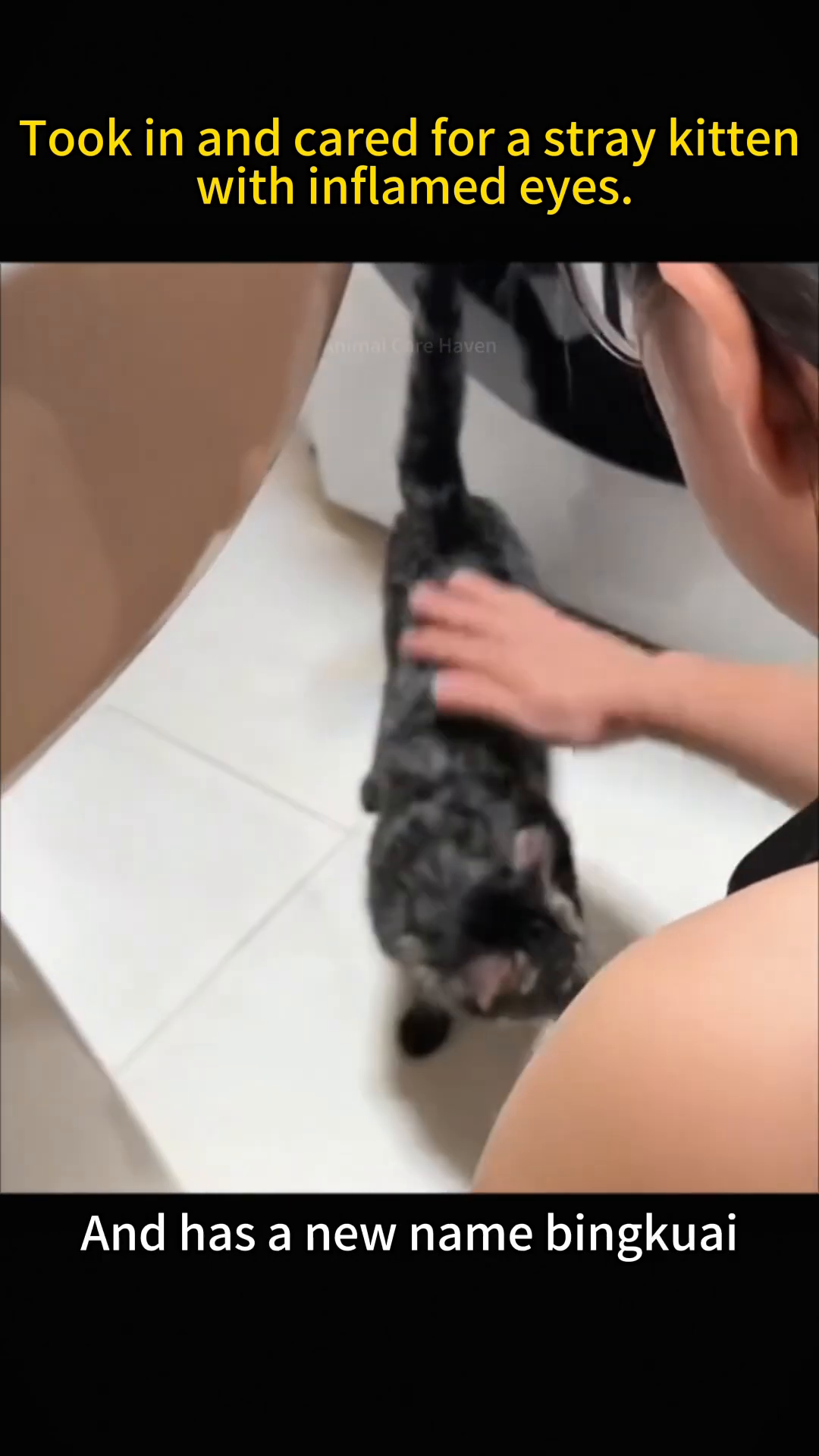A healthy, adult tabby cat is being petted by a person, looking alert and affectionate.
